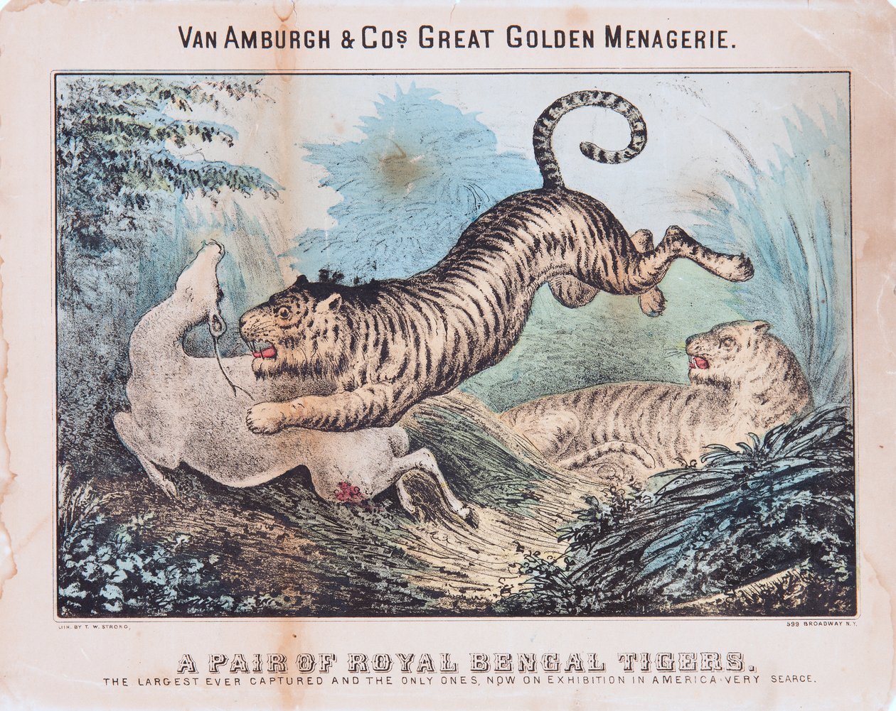 A Pair of Royal Bengal Tigers by T. W. Strong