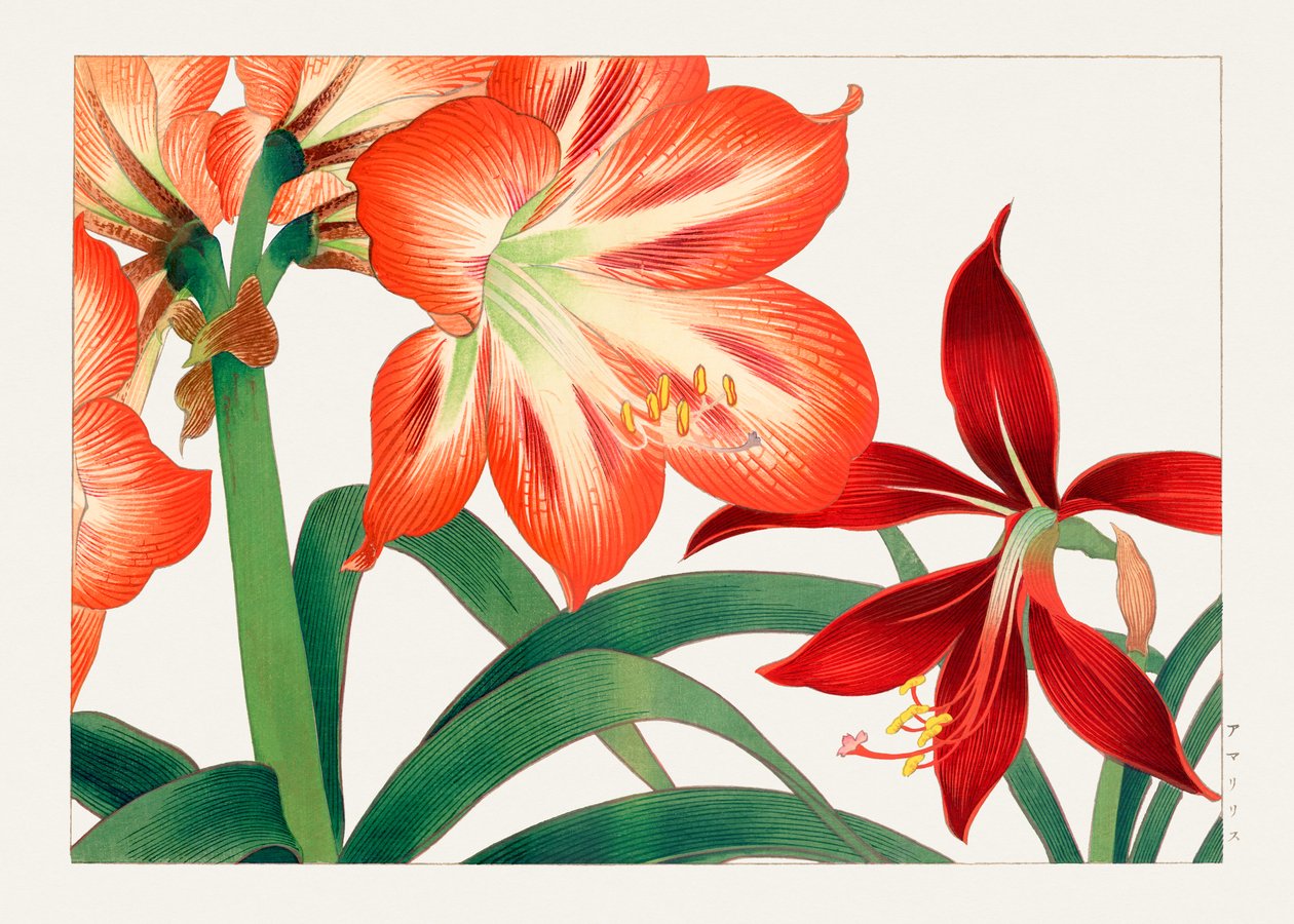 Vintage Amaryllis Flower from "Seiyou Sokazufu" by Tanigami Konan