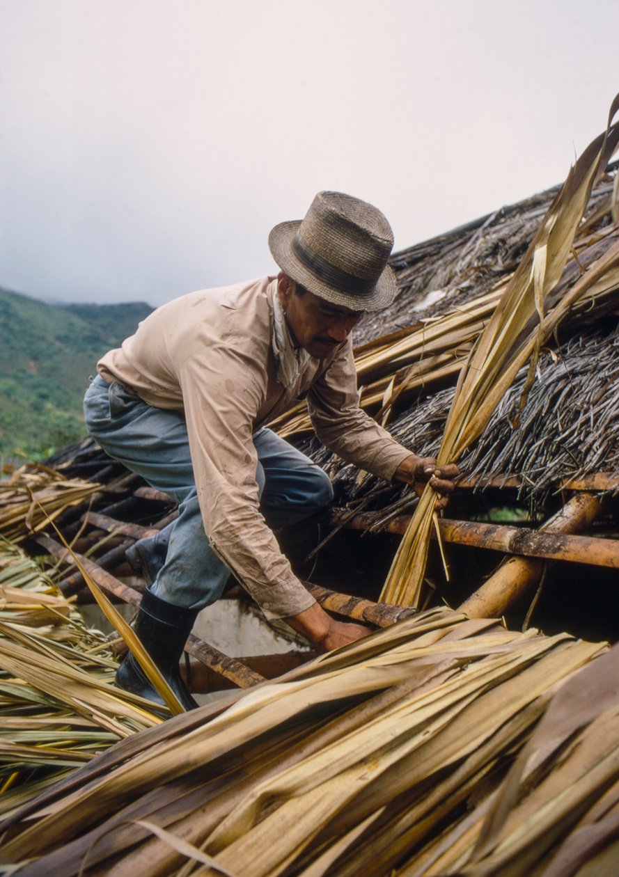 A Colombian Farmer Thatches His Roof with Sugarcane Leaves Near Pamira, Colombia by Ted Spiegel