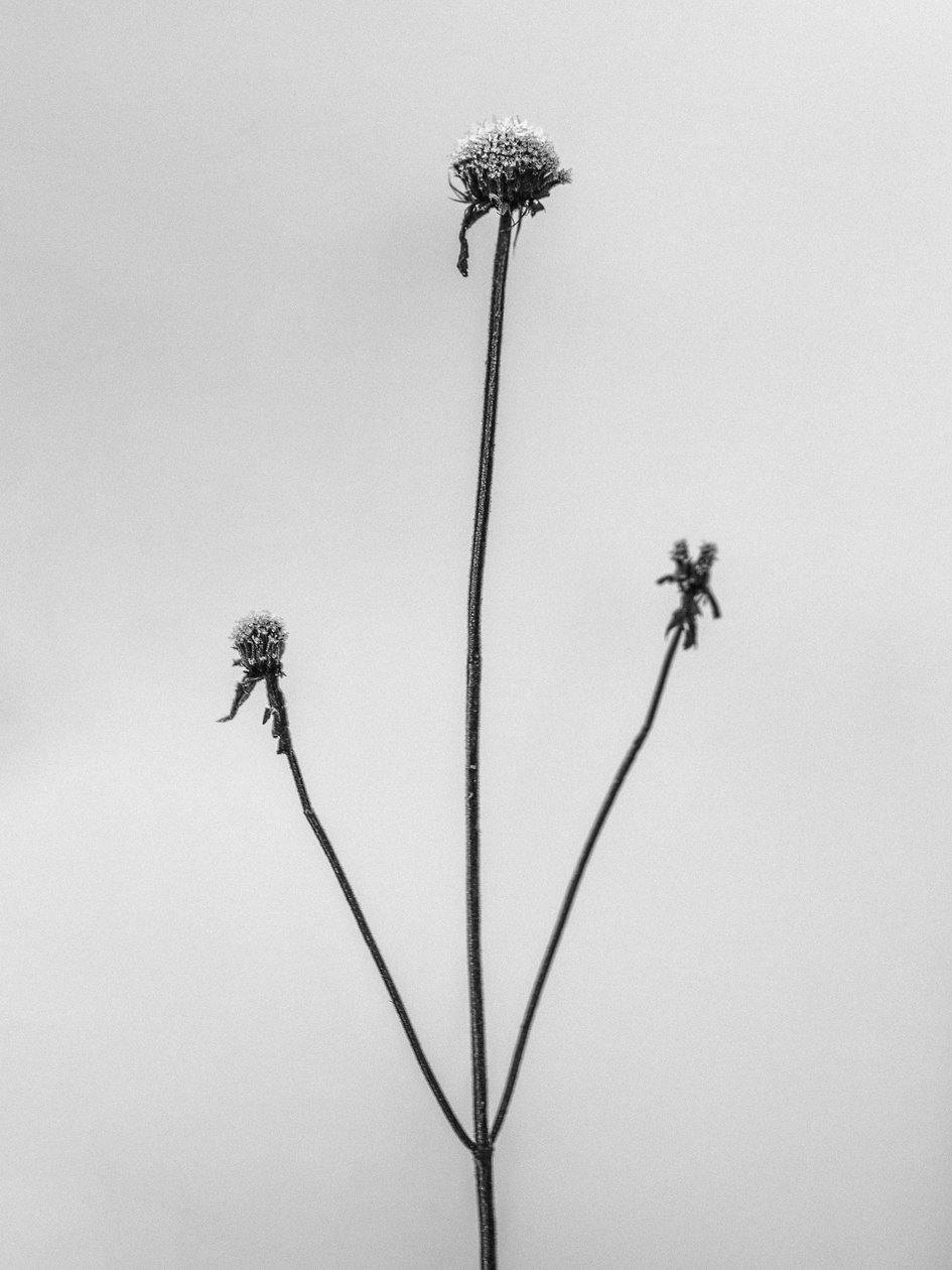 Amid the Flowers 2 by Teis Albers