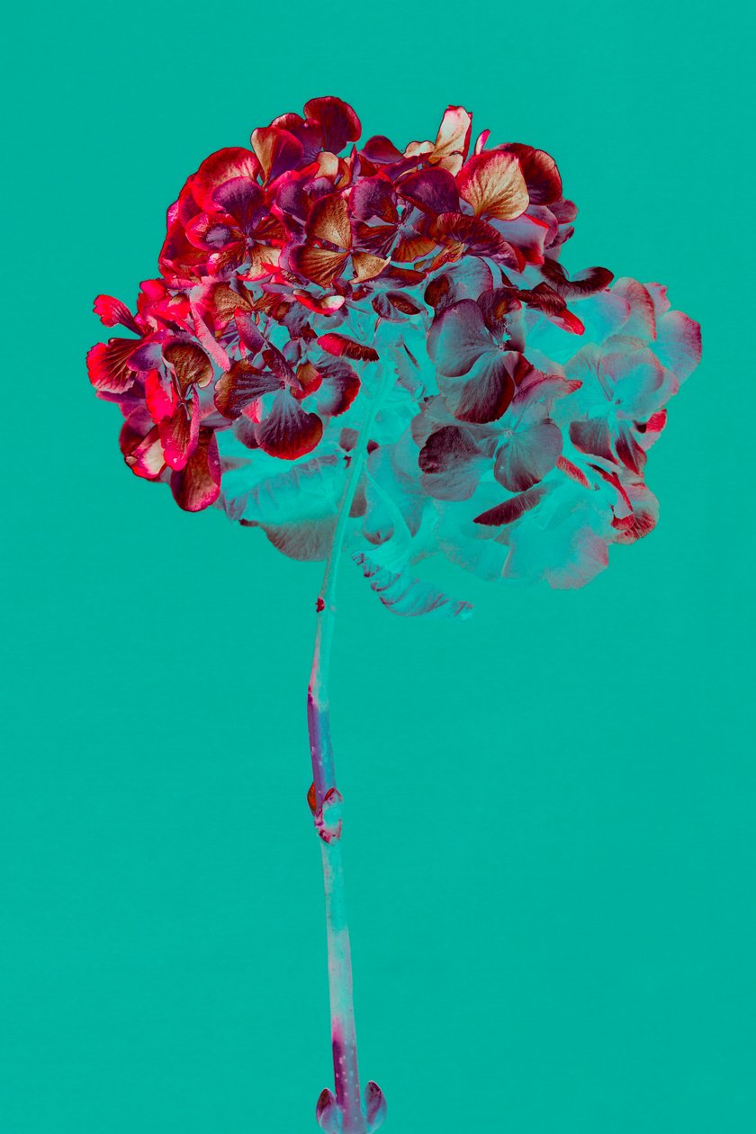Hydrangea by Teis Albers