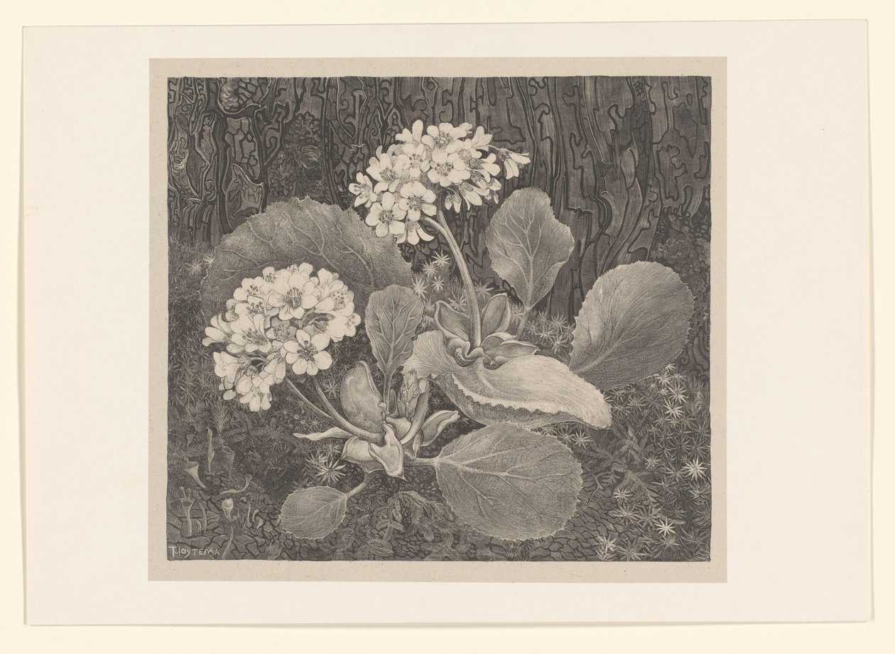 Primula in the Moss (Flower Studies) by Theo van Hoytema