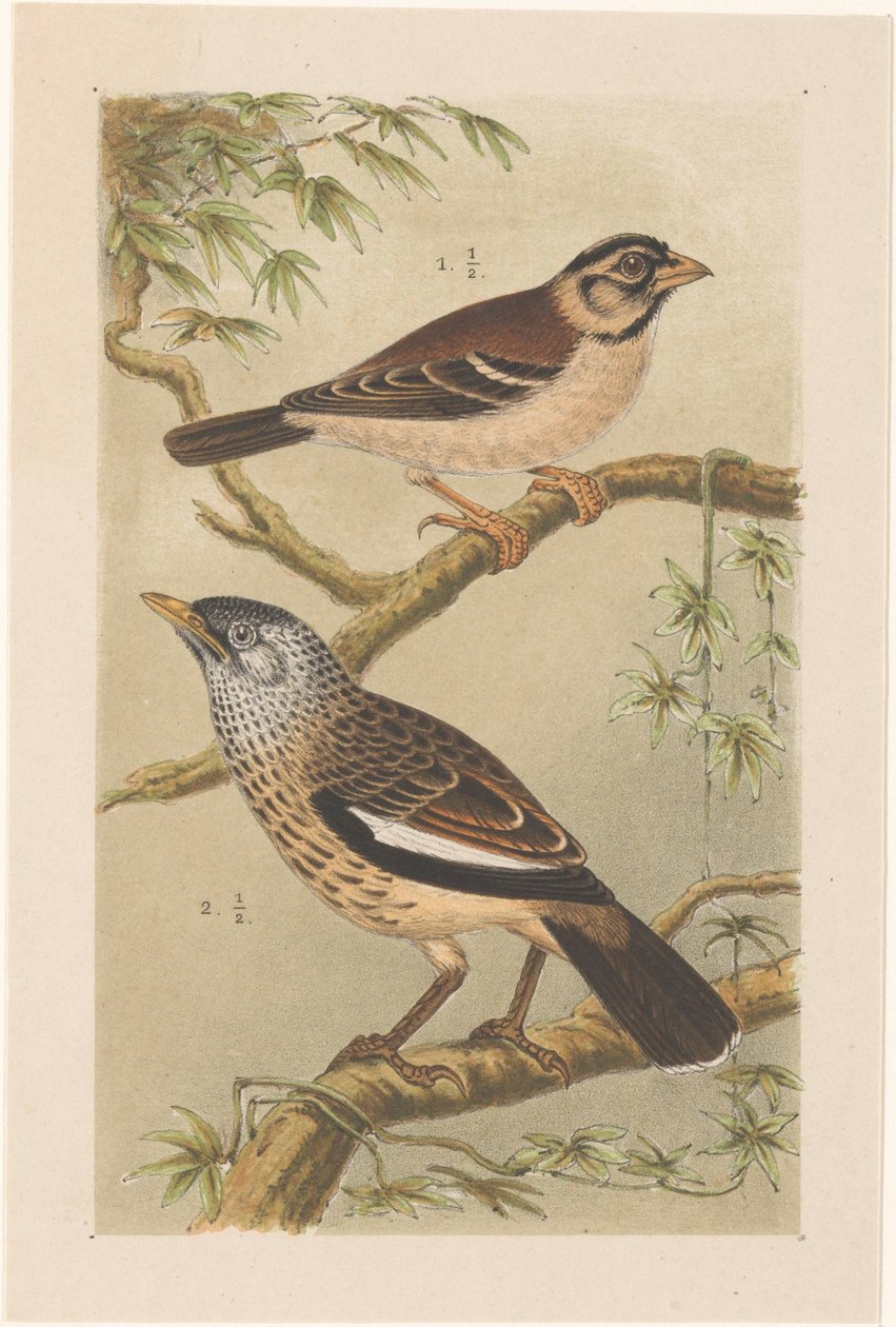 Two birds on branches by Theo van Hoytema
