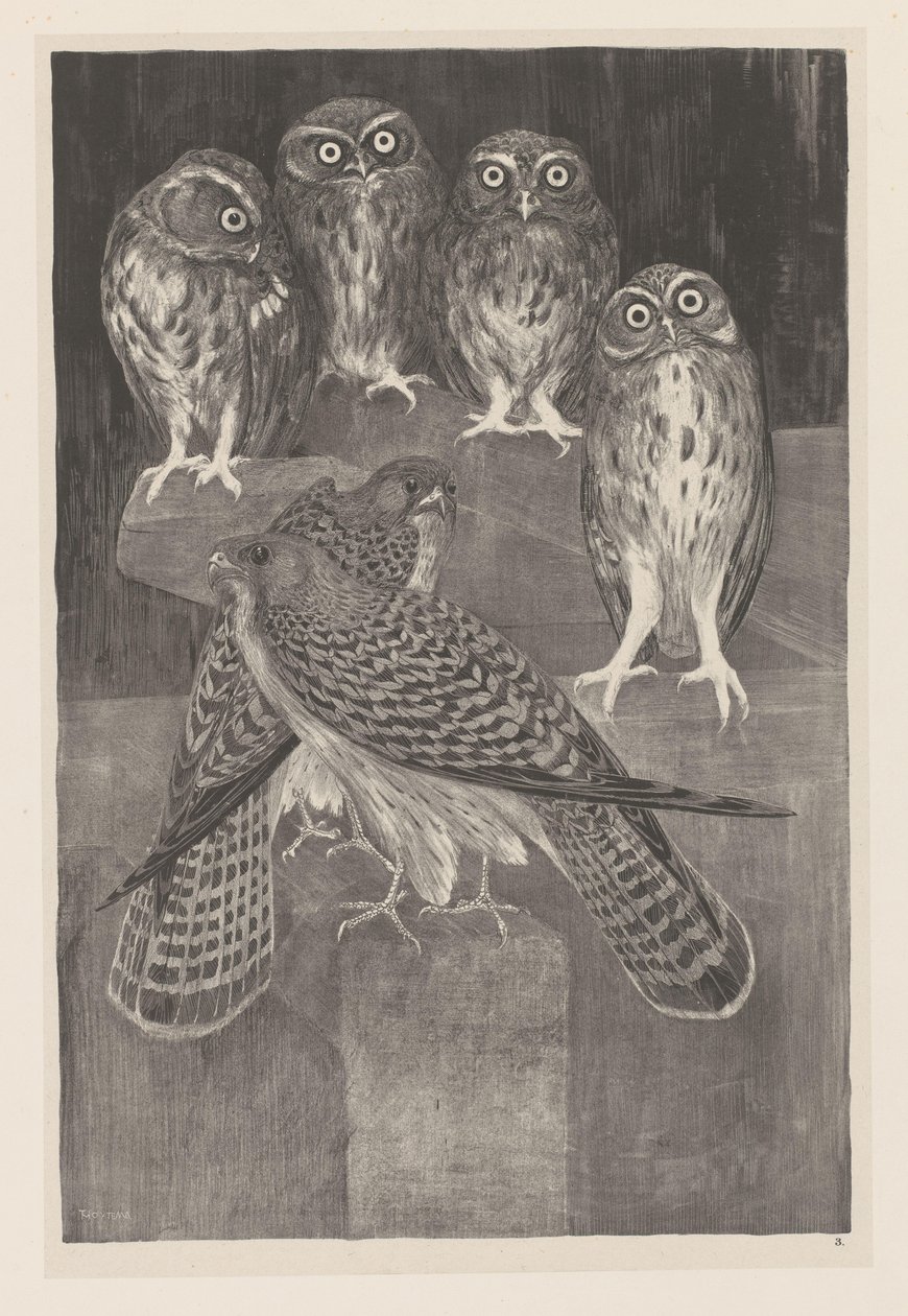 Four Little Owls and Two Kestrels (original series title: Animal Studies) by Theo van Hoytema