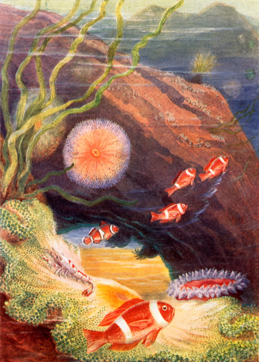 The Garden of the Sea by Theobald Carreras