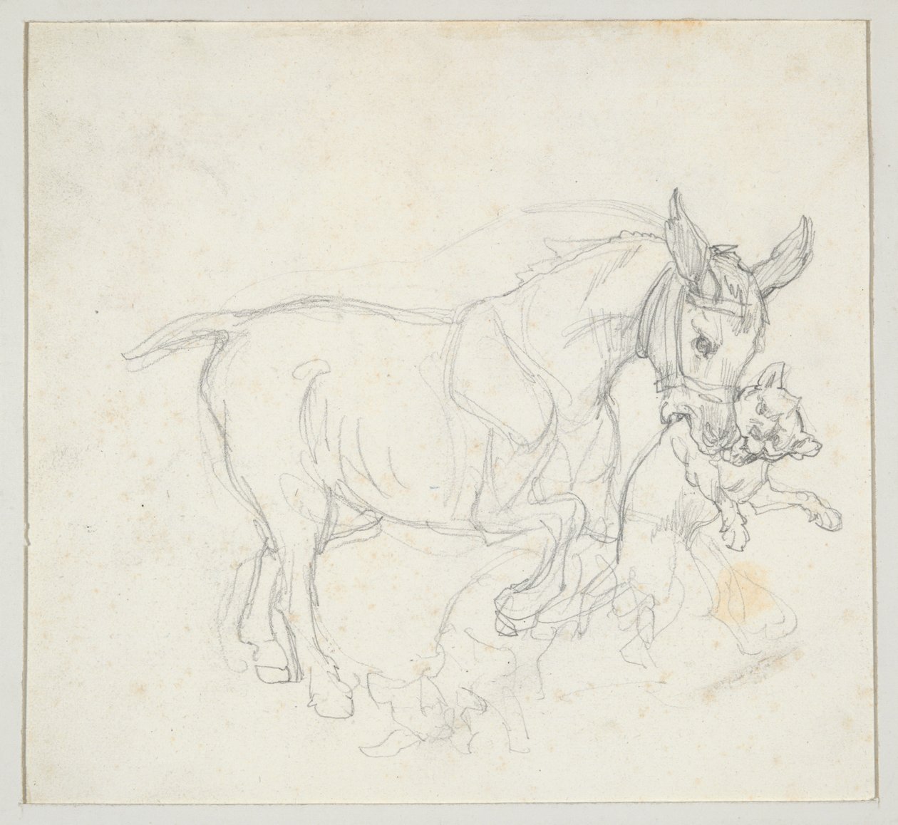 Donkey Holding Dog in its Mouth (recto); Study of Deer Chased by Dogs, Doe