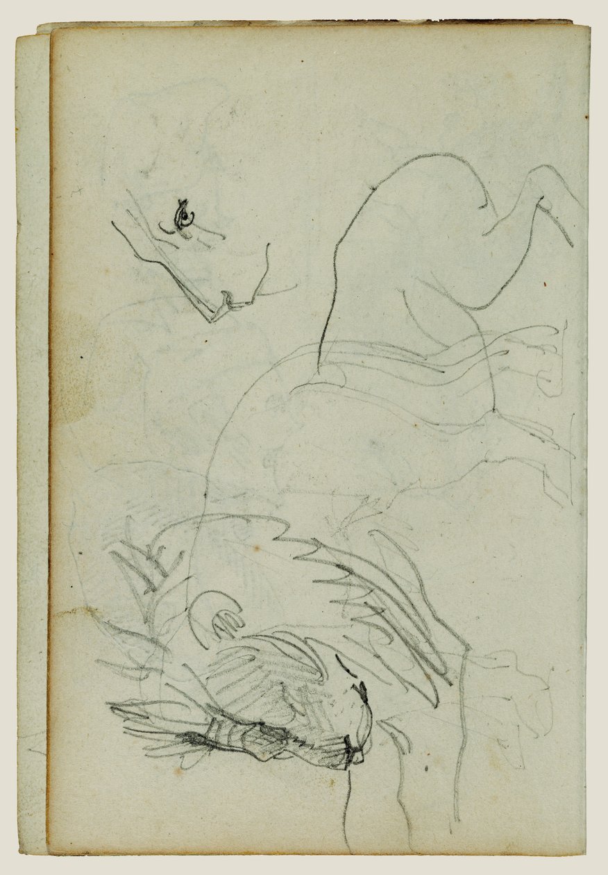 Lion Studies by Theodore Gericault
