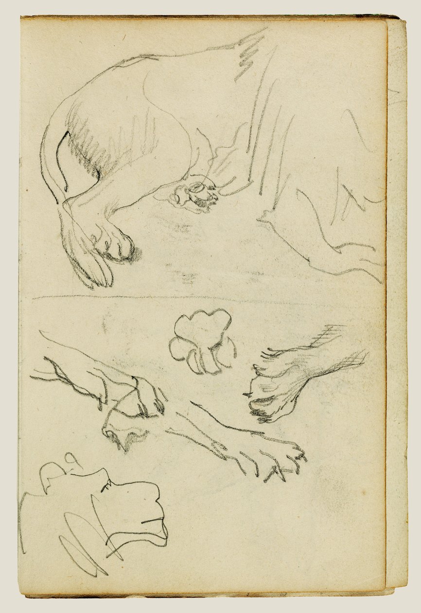 Various studies of lion leg, paws and head by Theodore Gericault