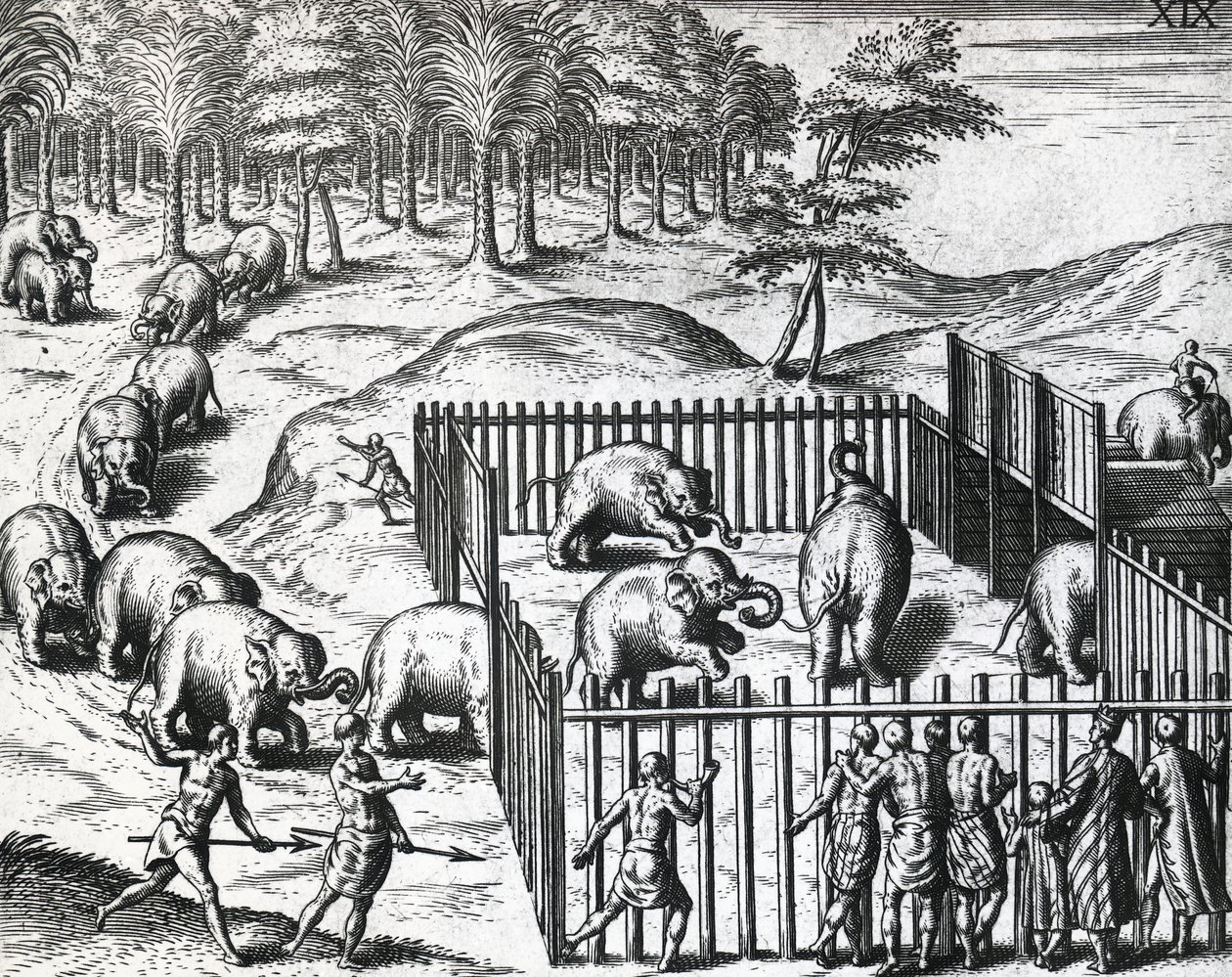 Elephant hunting in kingdom of Pegu, now Myanmar, engraving by Theodor de Bry by Theodore de Bry