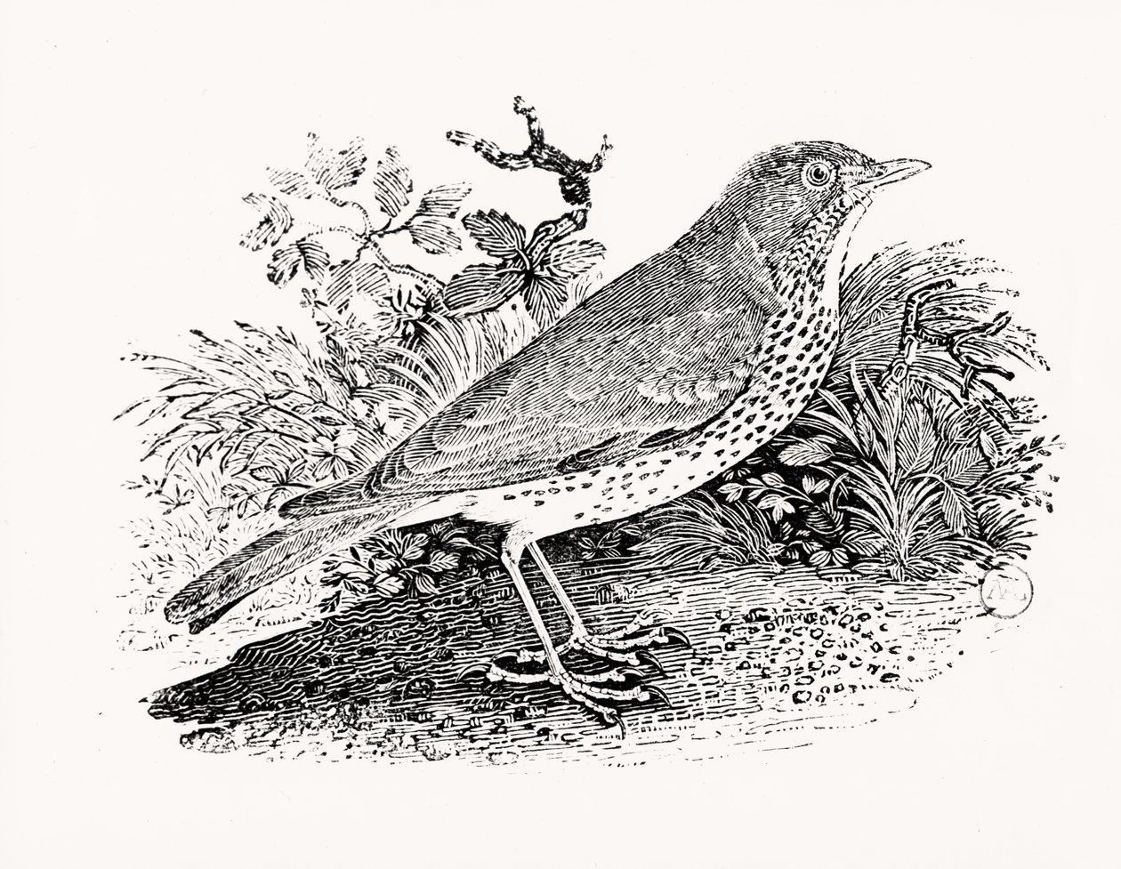 The Throstle Thrush from History of British Birds and Quadrupeds by Thomas Bewick