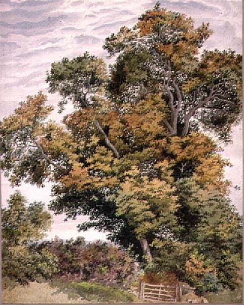 Study of an Oak Tree by Thomas Collier