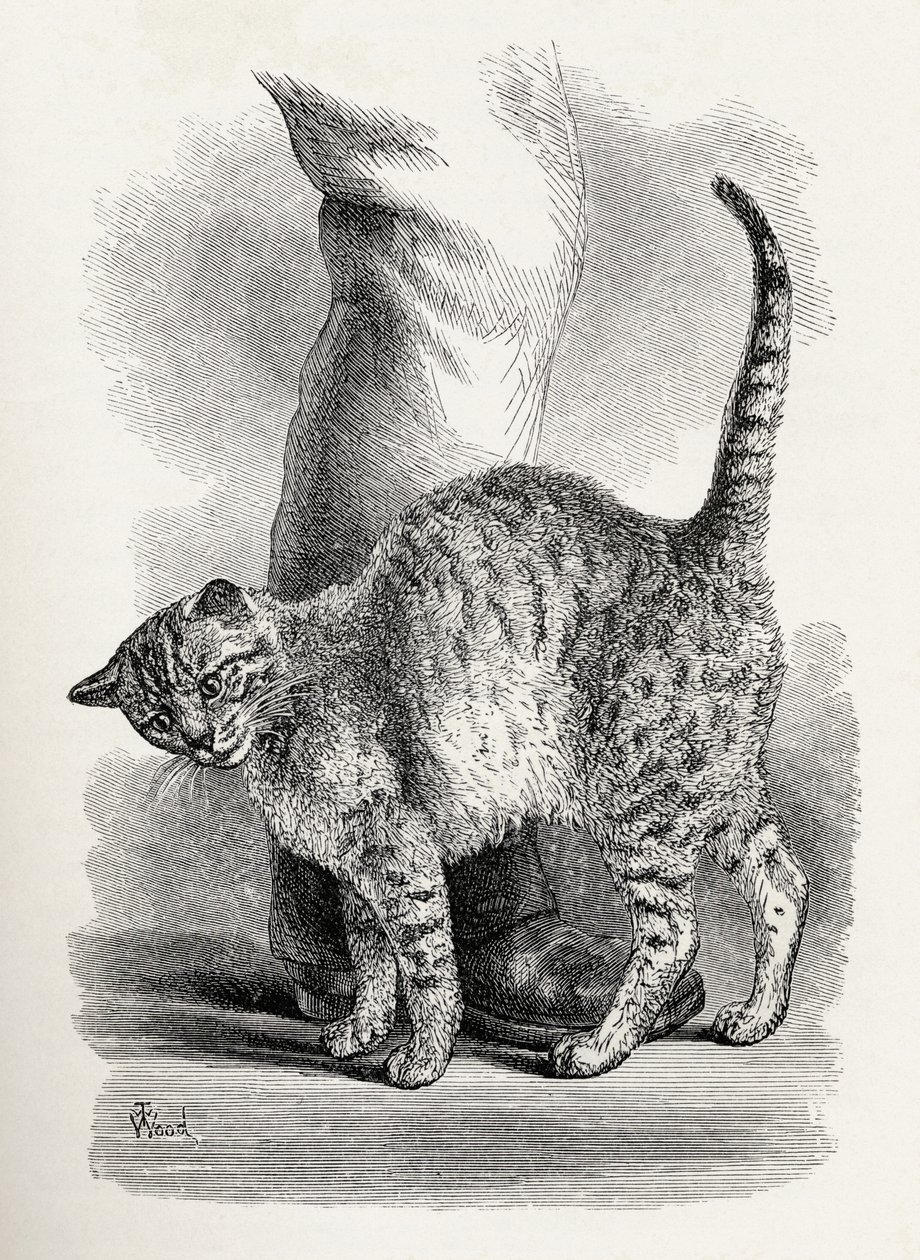 Cat in an Affectionate Frame of Mind, from Charles Darwin