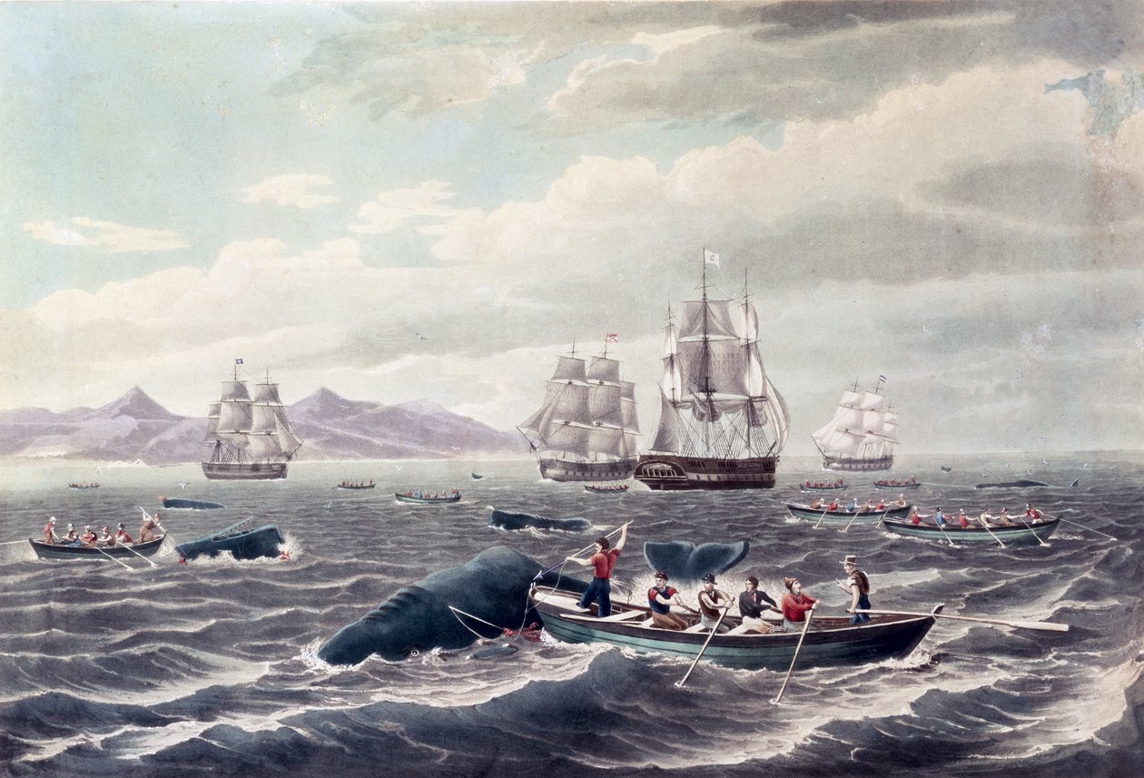 A Shoal of Sperm Whale (engraved by J. Hill, published 1838) by Thomas (after) Birch