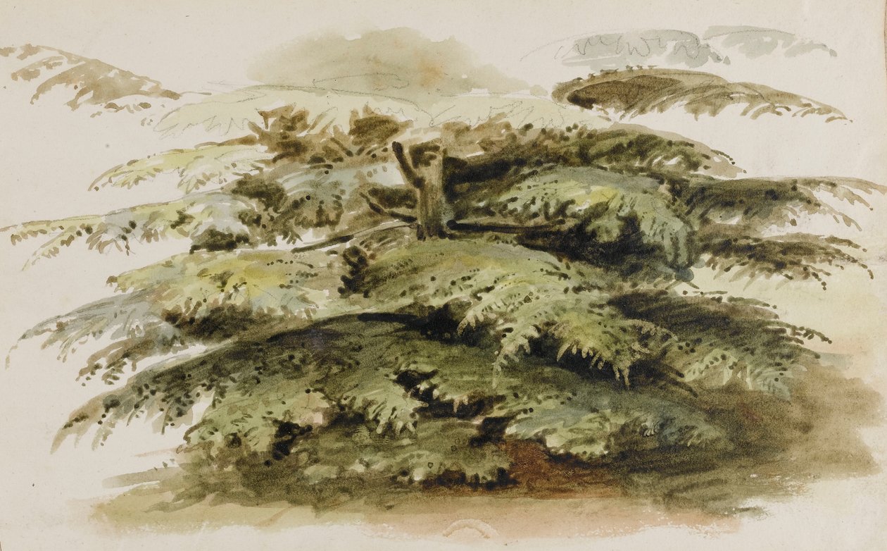 A Study of a Cedar Tree at Merton by Thomas Baxter