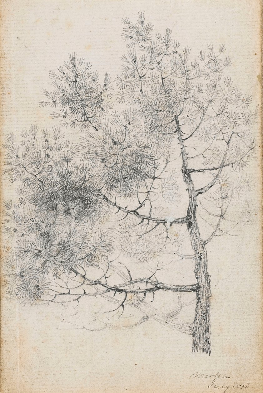 Study of a pine tree at Merton by Thomas Baxter