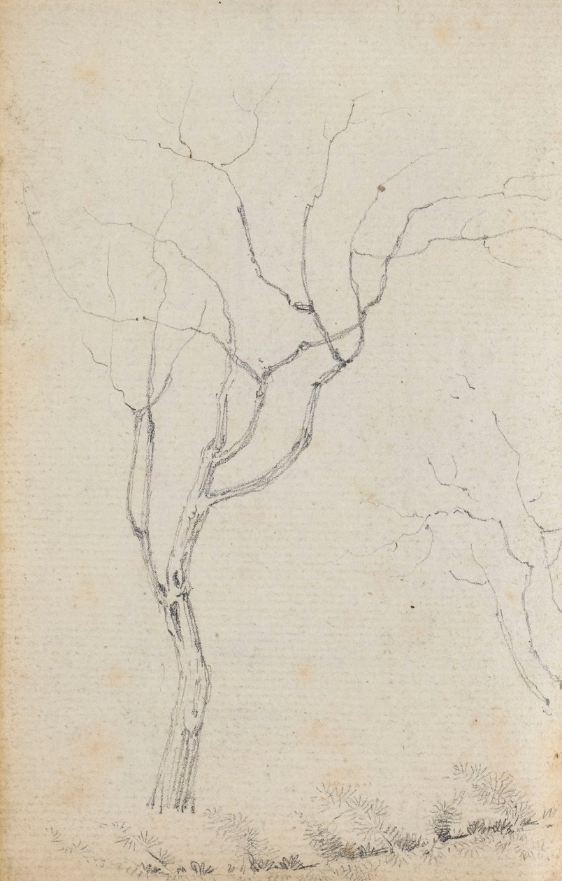 Study of small trees with low shrubs beneath them by Thomas Baxter