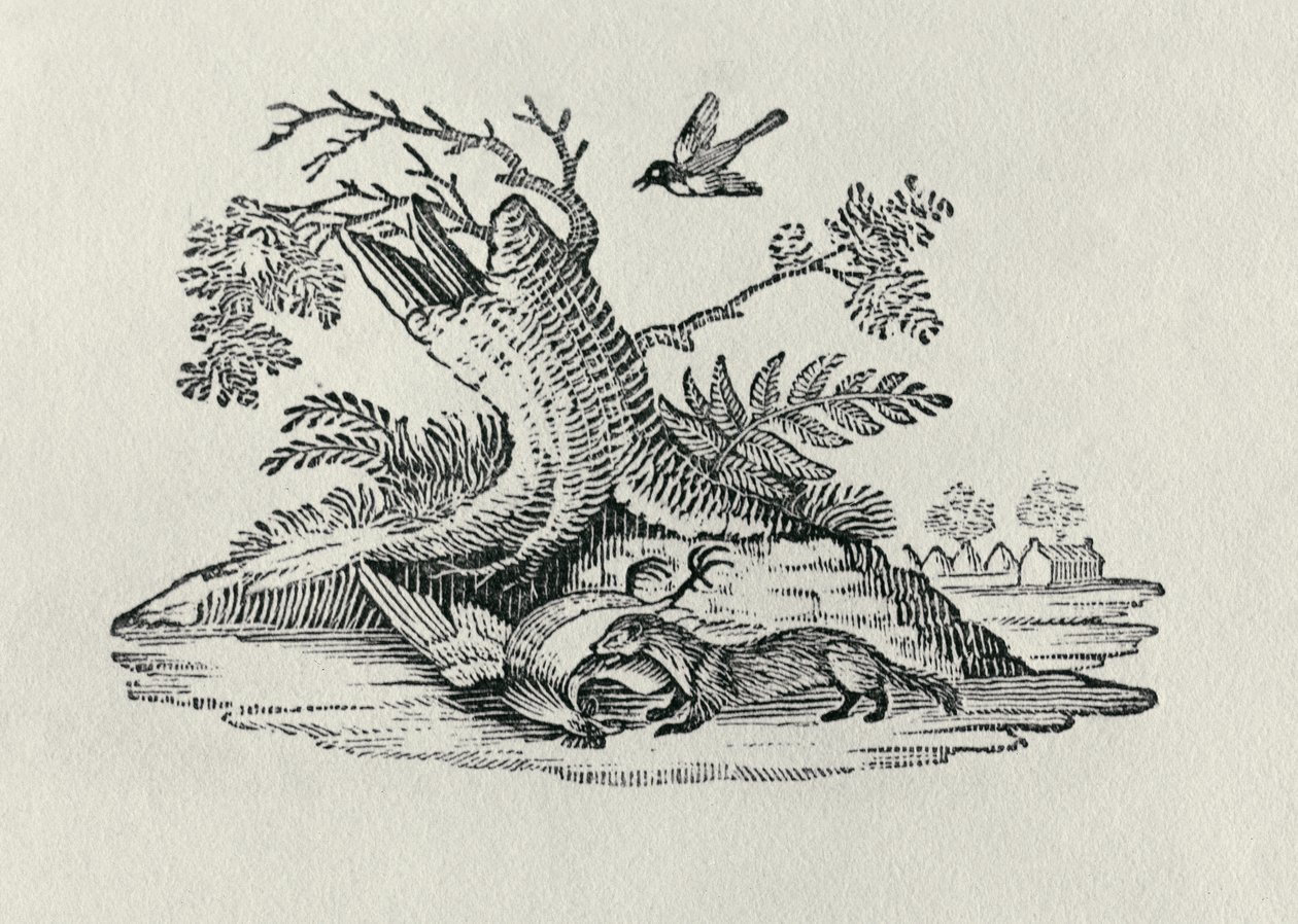 A Civet with a Cockerel from 