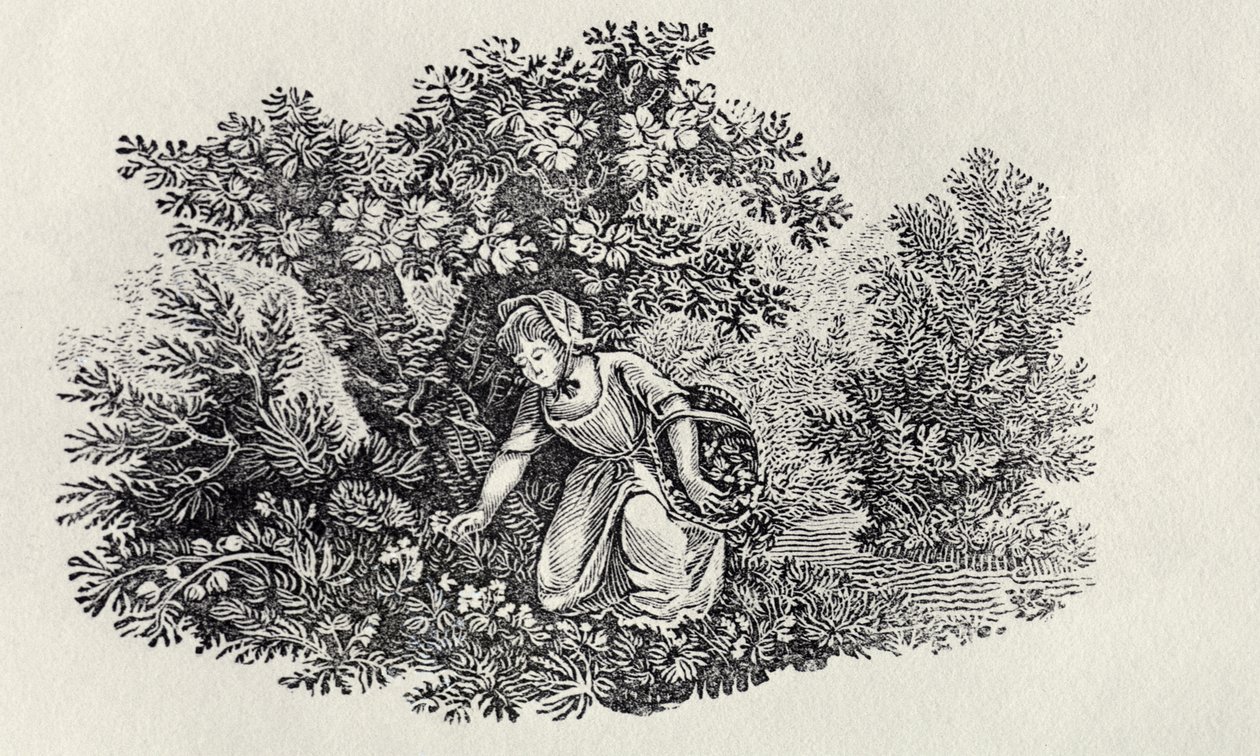 A Girl Gathering Flowers from 