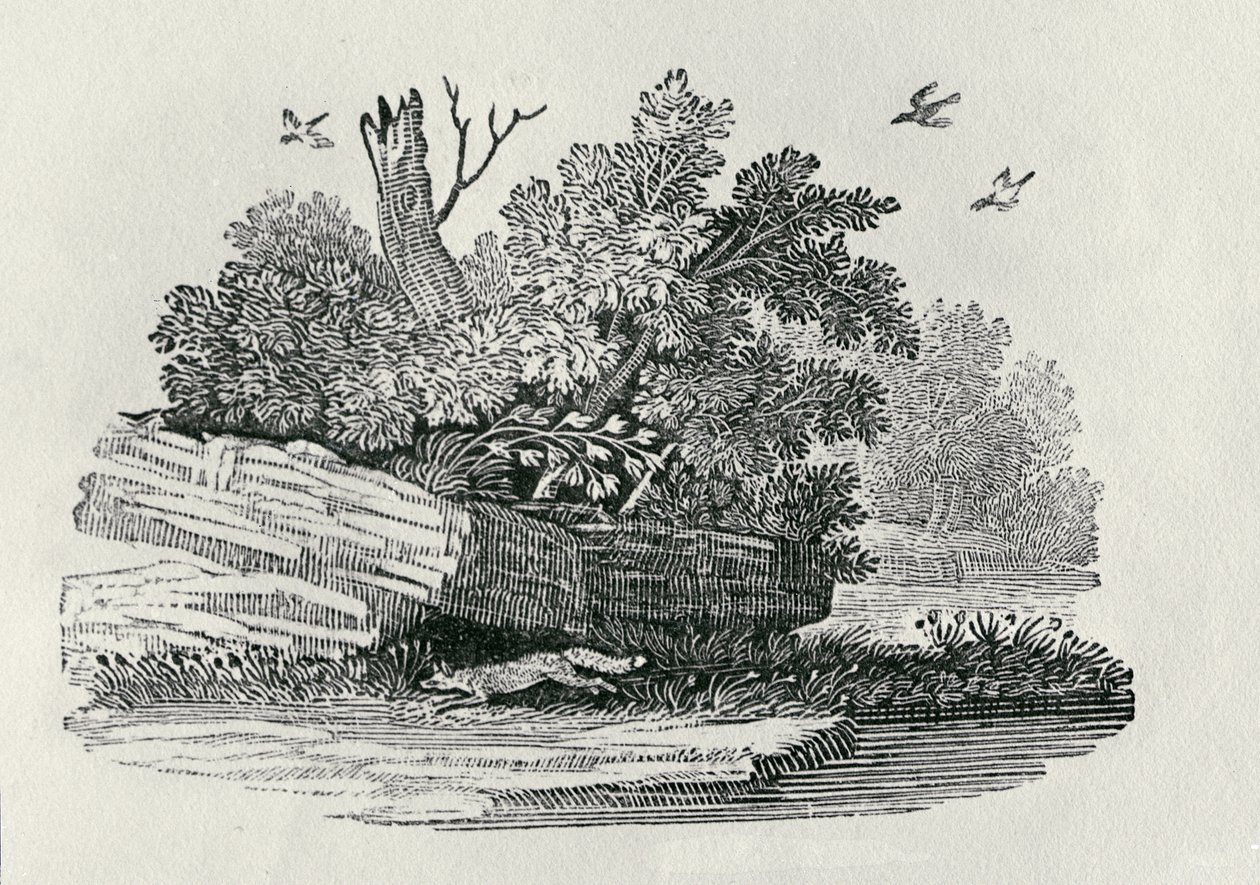Fox Escaping, from 