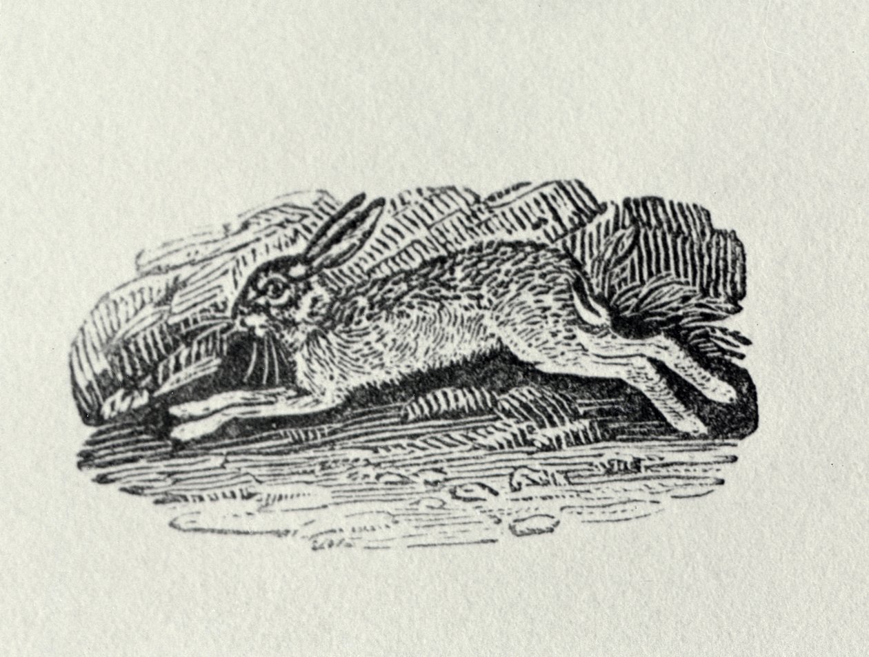 The Hare from 