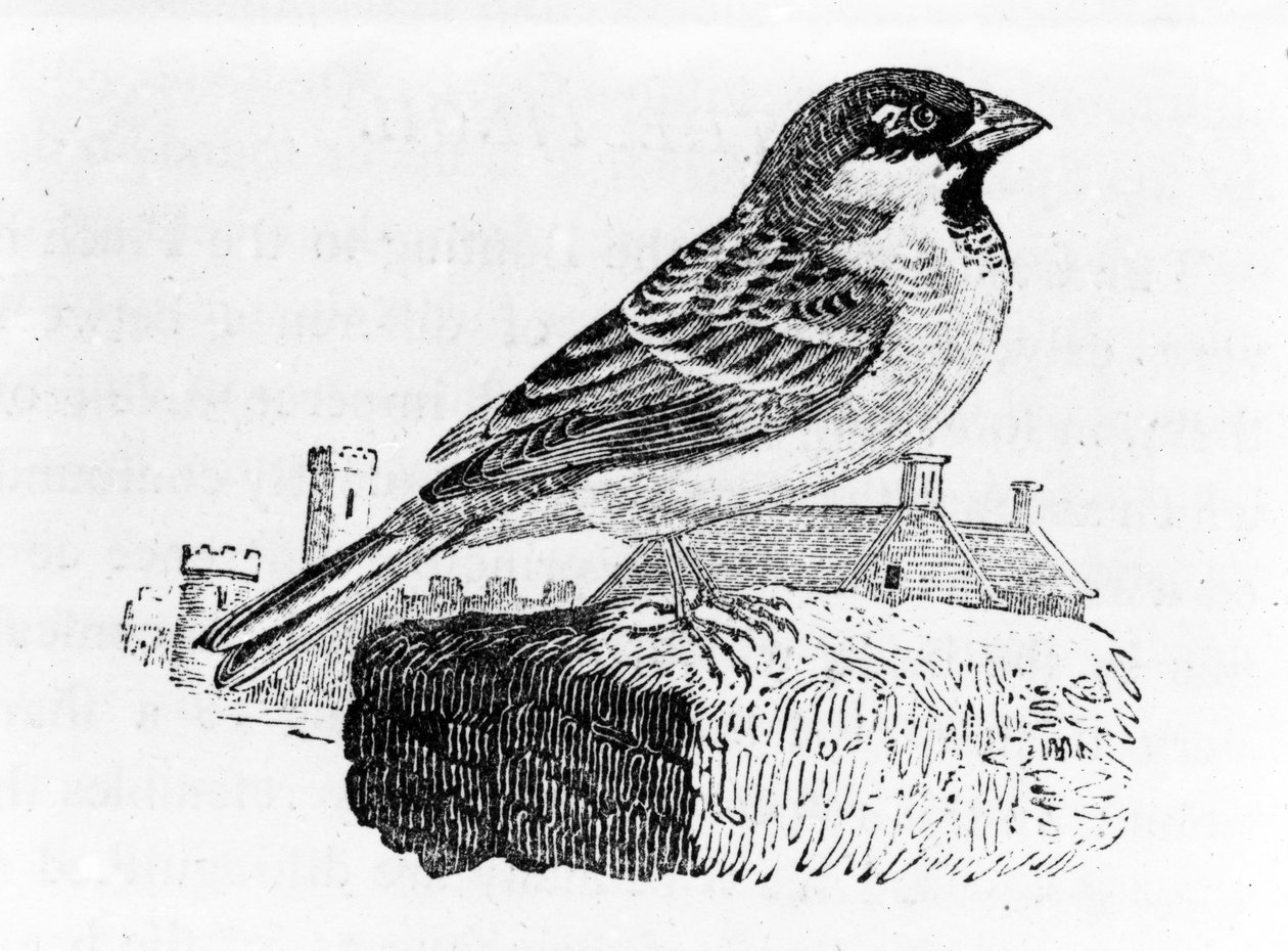 The House Sparrow, illustration from 