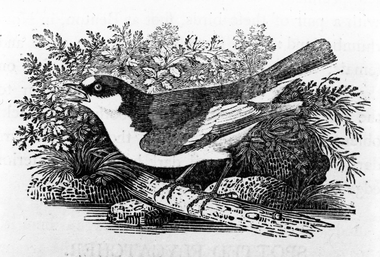 The Pied Flycatcher, illustration from 