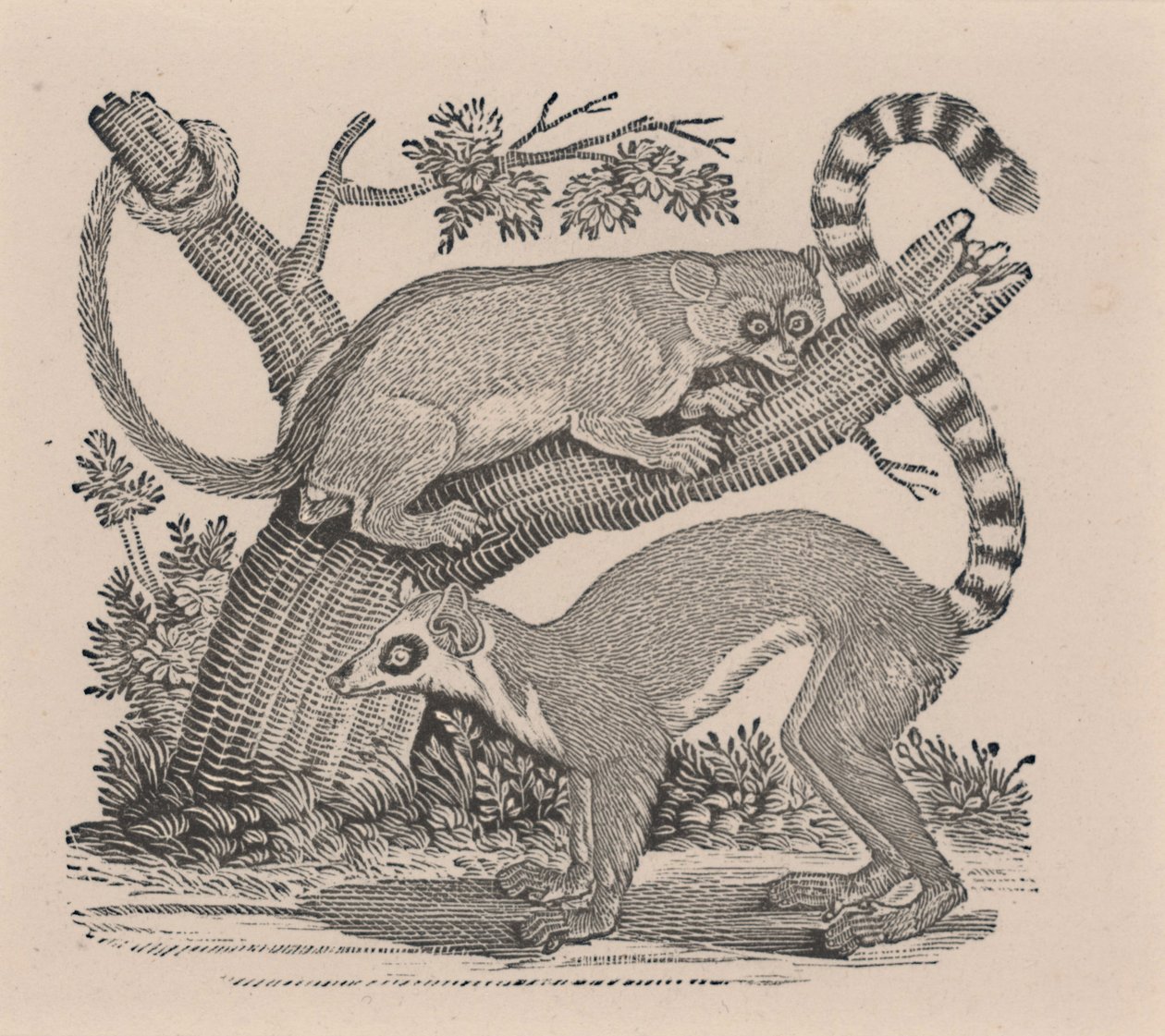 Two Lemurs, from 