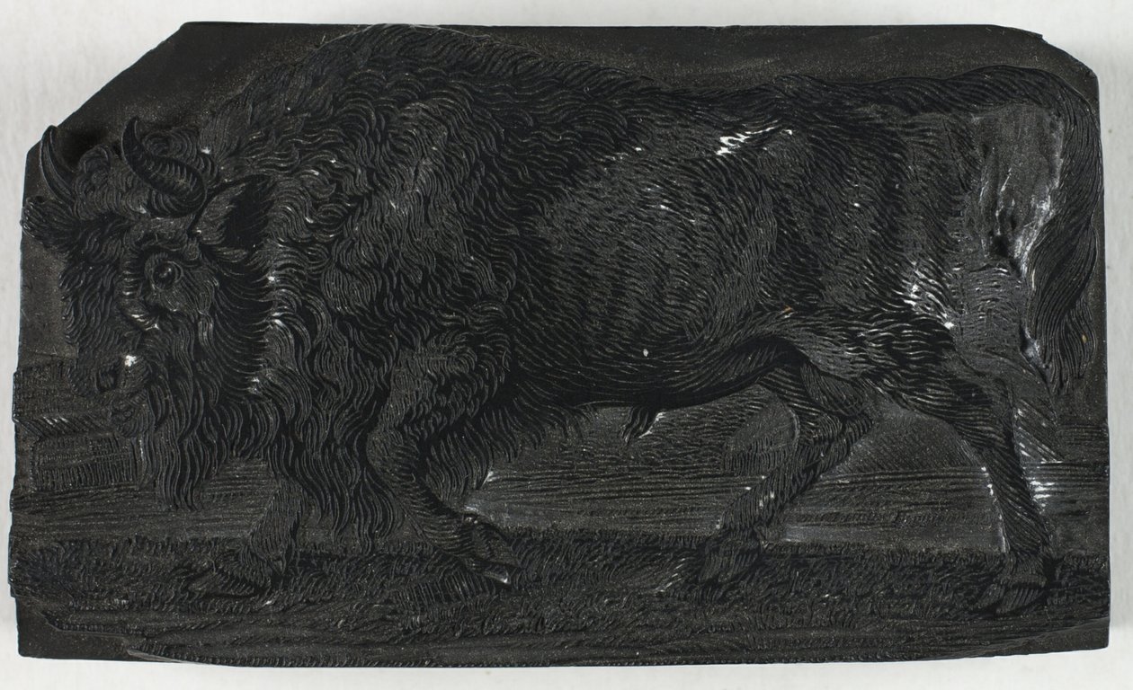 Woodblock for The Urus or Wild Bull, from A General History of Quadrupeds by Thomas Bewick