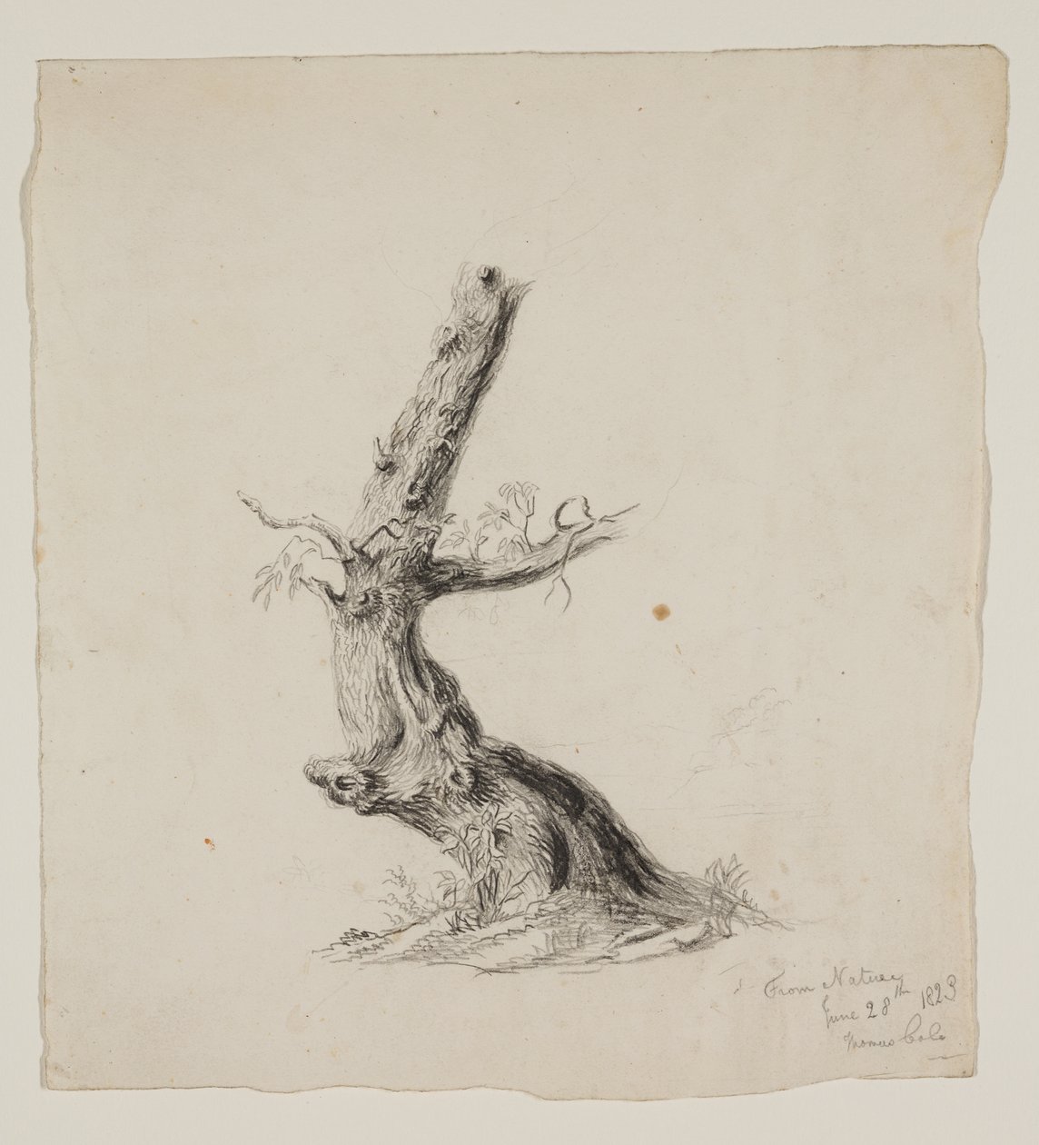 Gnarled Tree Trunk with Leafy Branches by Thomas Cole