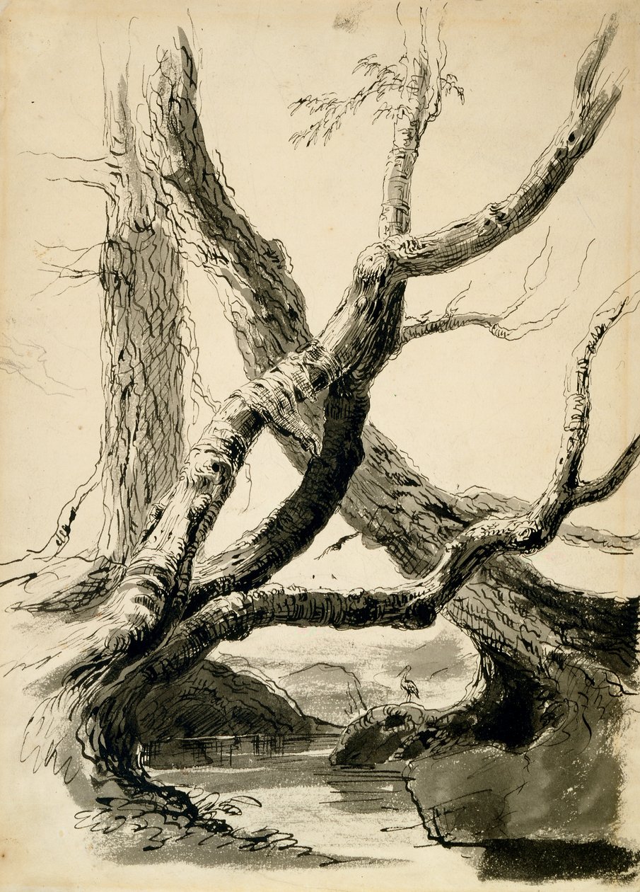 Sketch of Tree Trunks by Thomas Cole