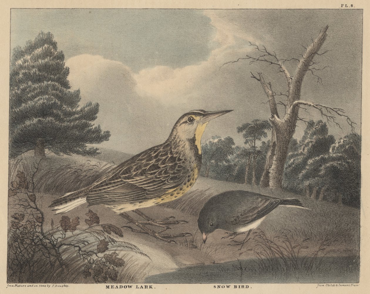 Meadow Lark and Snow Bird, from 