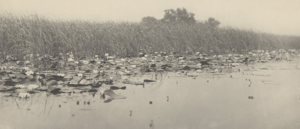 Water-Lilies, 1886 by Thomas Frederick Goodall