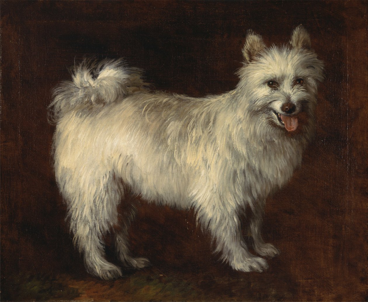 Spitz Dog by Thomas Gainsborough