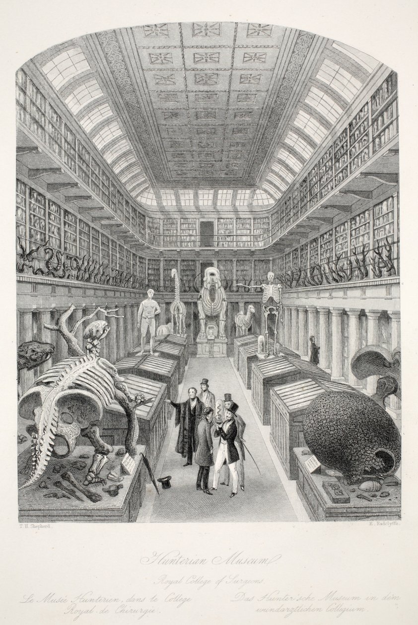 Hunterian Museum, Royal College of Surgeons, from 
