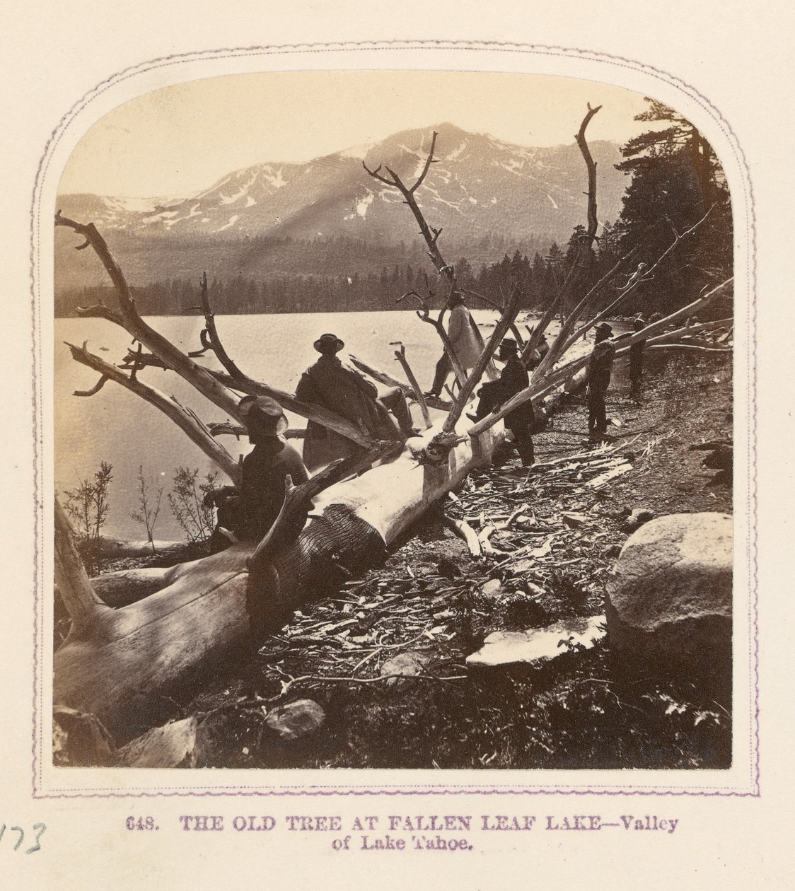 The Old Tree at Fallen Leaf Lake by Thomas Houseworth