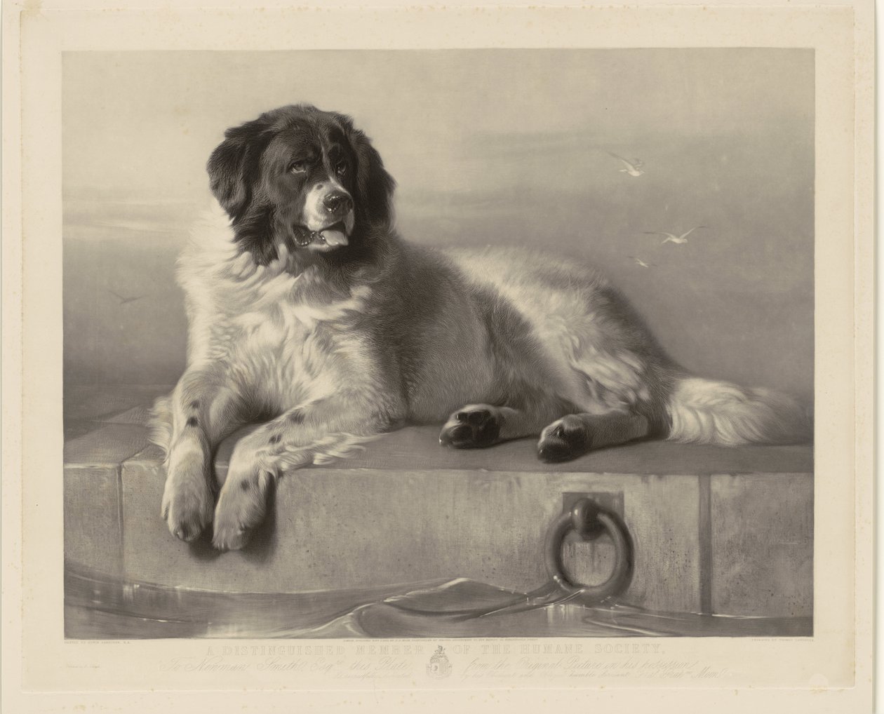 Portrait of the Rescue Dog Bob, Lying on a Pier (title on object: A Distinguished Member of the Humane Society) by Thomas Landseer