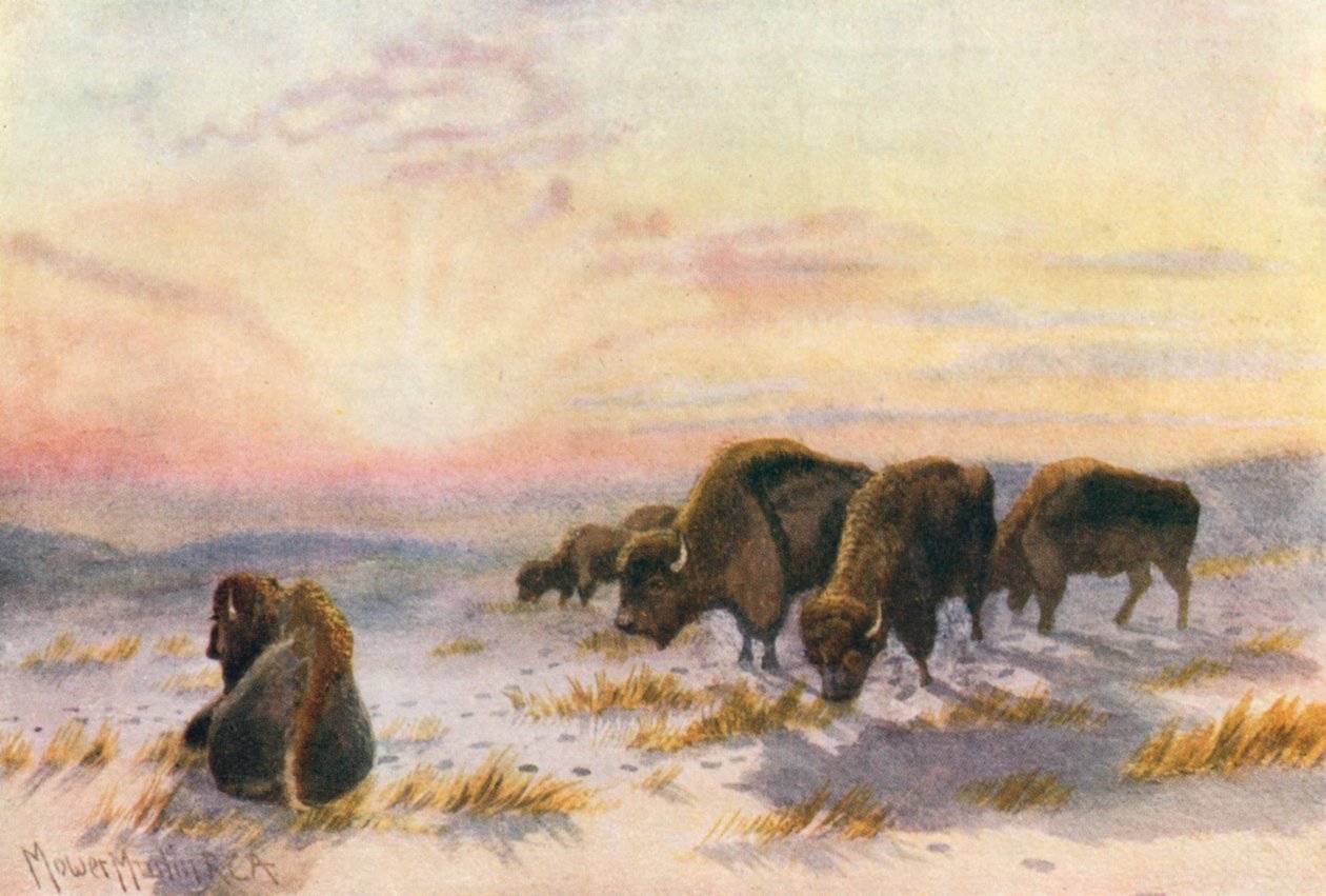 Buffalo Feeding in Winter by Thomas Mower Martin