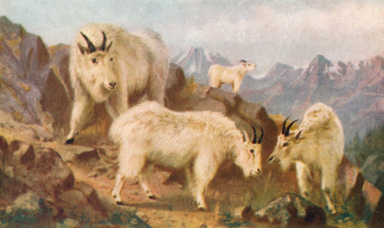 Mountain Goats Feeding by Thomas Mower Martin