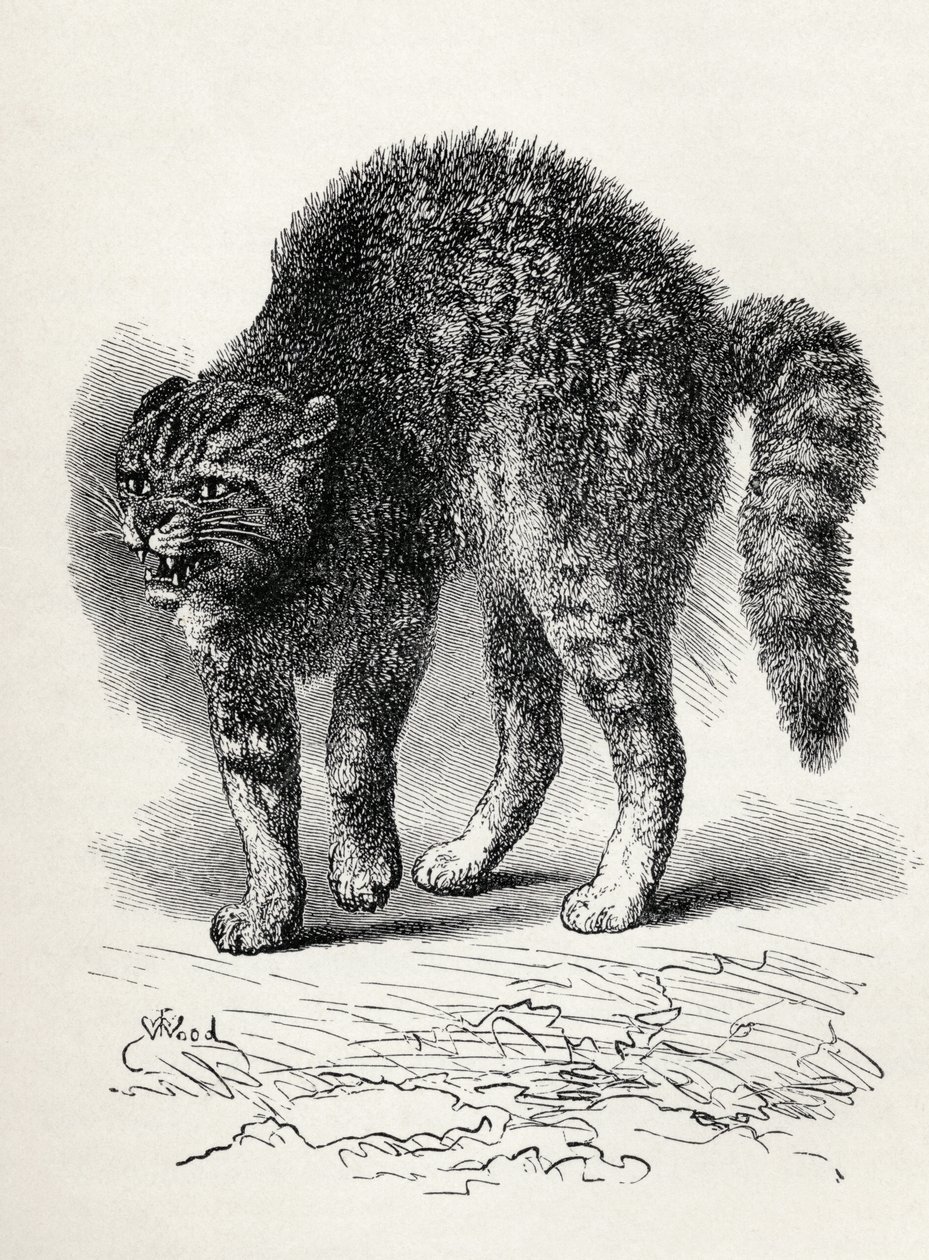 Cat Terrified by a Dog, from Charles Darwin