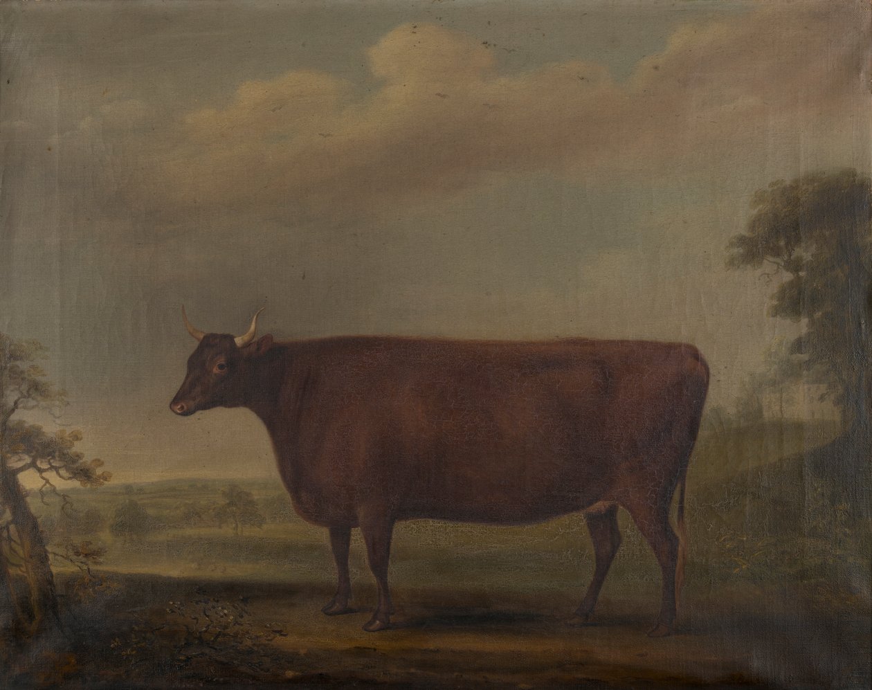 Red Devon Heifers in Landscape by Thomas Weaver