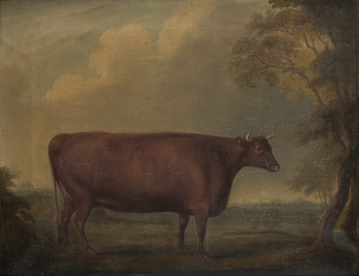 Red Devon Heifers in Landscape by Thomas Weaver