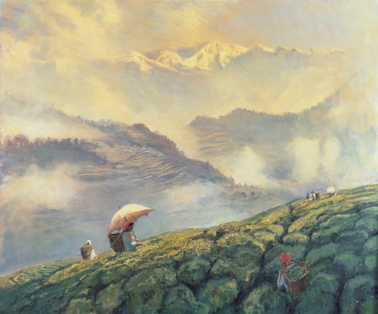 Tea Picking, Darjeeling, India, 1999 by Tim Scott Bolton