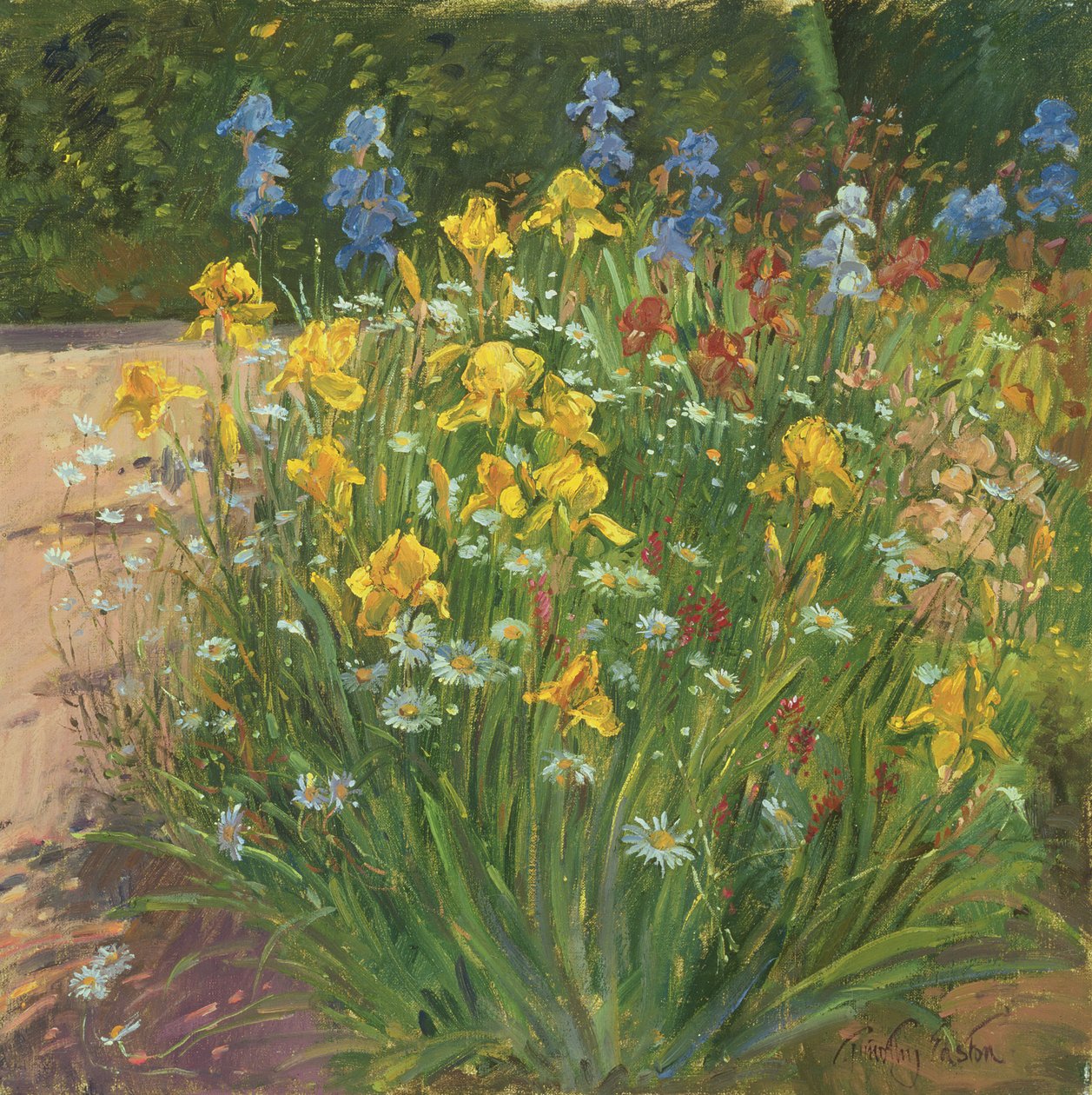 Oxeye Daisies Against the Irises by Timothy Easton