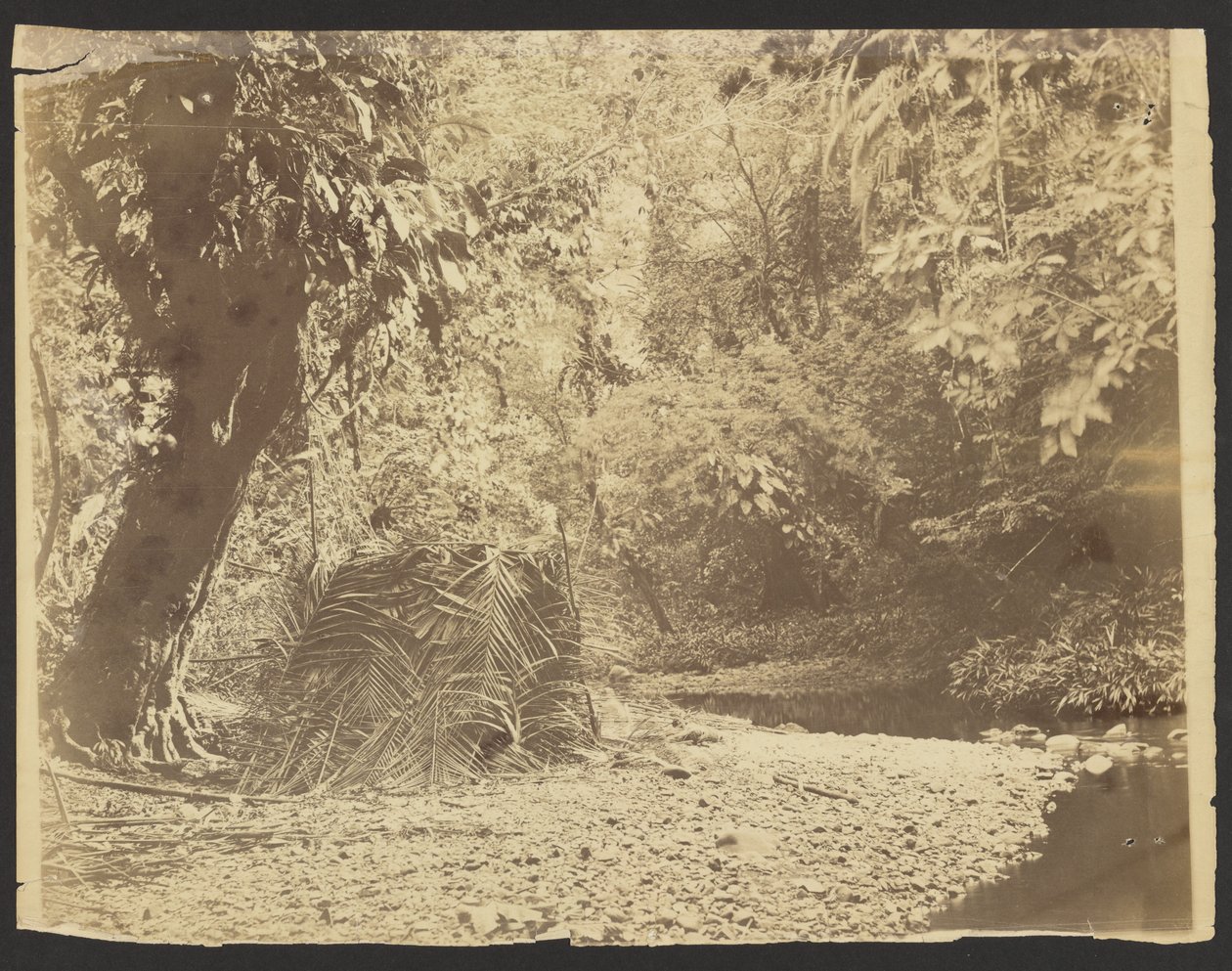 Jungle Scene: View of Thatched Hut of Palm Fronds, Isthmus of Darién (Panama) by Timothy H. OSullivan