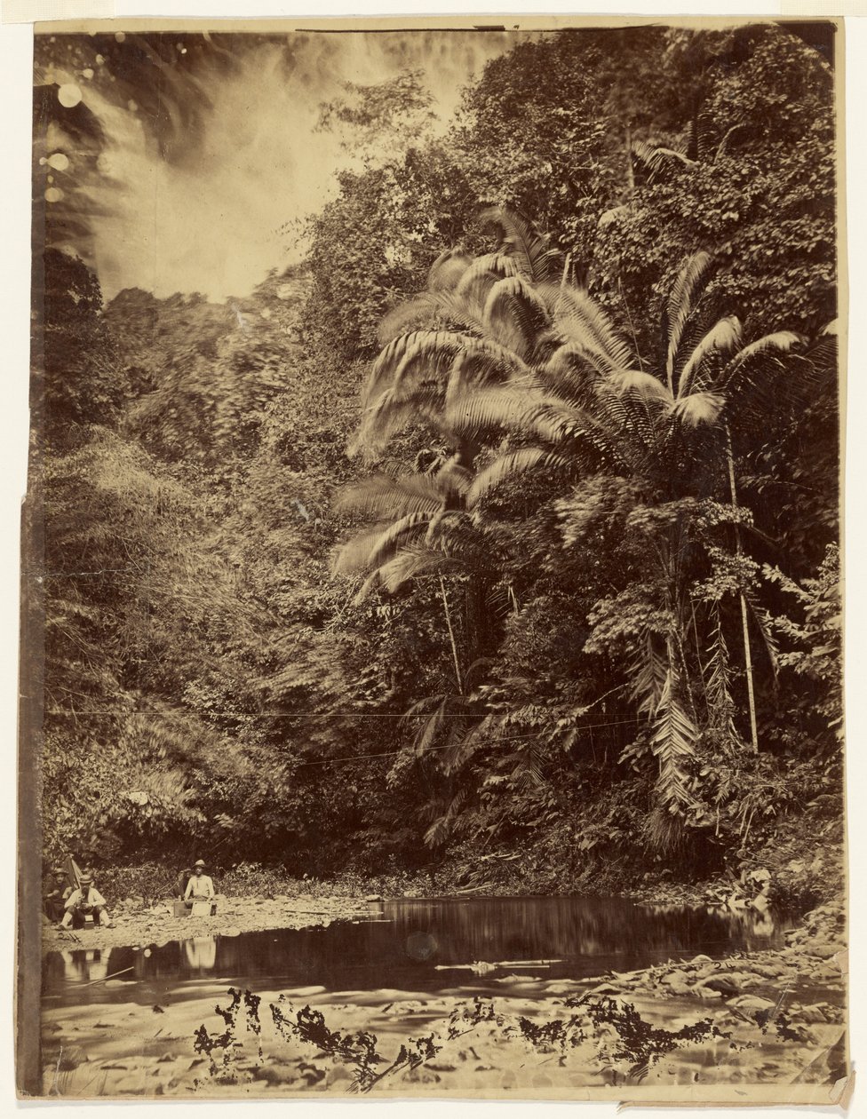 [Jungle Scene with Palm Trees and Other Thick Foliage, Darién Expedition, Isthmus of Panama] by Timothy H. O