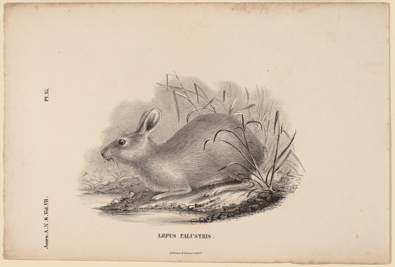 Marsh Hare by Titian Ramsay Peale