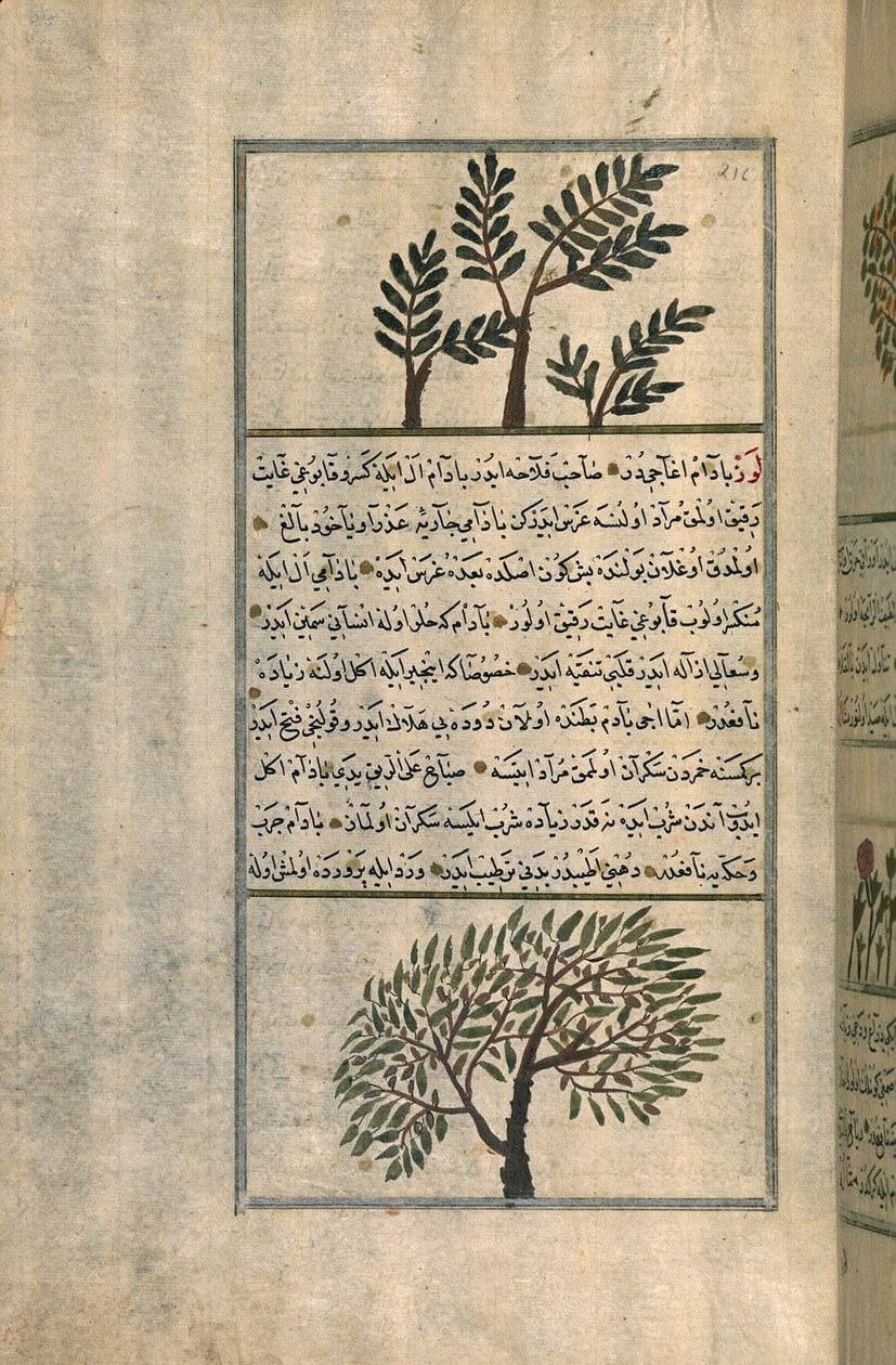 A Frankincense Tree Above an Almond Tree, After a Treatise by Zakariya ibn Muhammad al-Qazwini by Turkish School