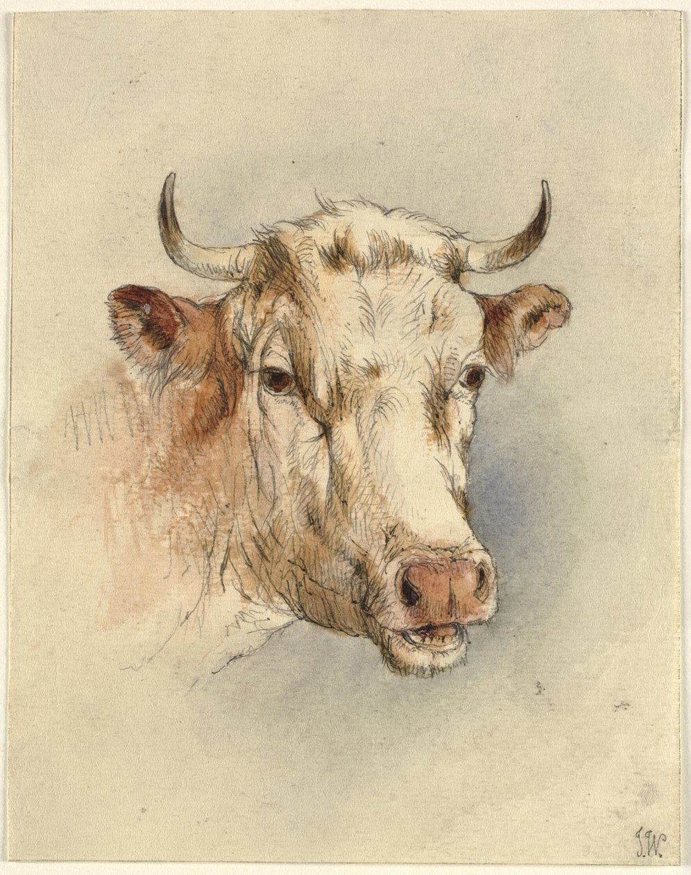 Head of a Bull by Ubekendt KKSgb7508 KKSgb7512