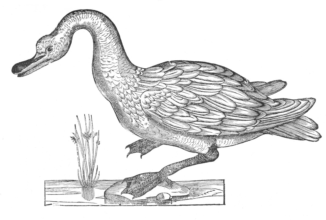 Ornithology, or the History of Birds, Book XII by Ulisse Aldrovandi