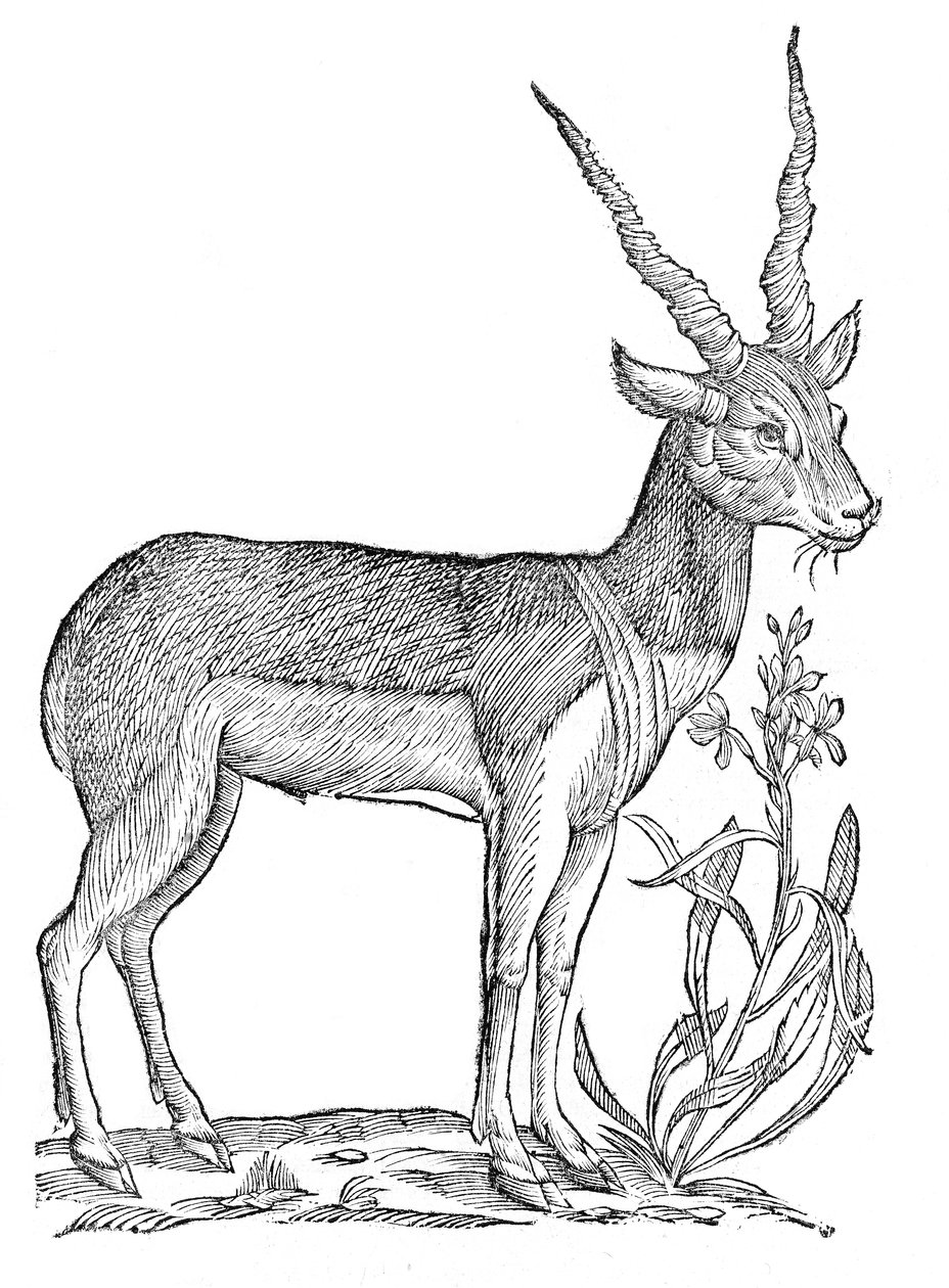 History of All Cloven-Hoofed Quadrupeds by Ulisse Aldrovandi